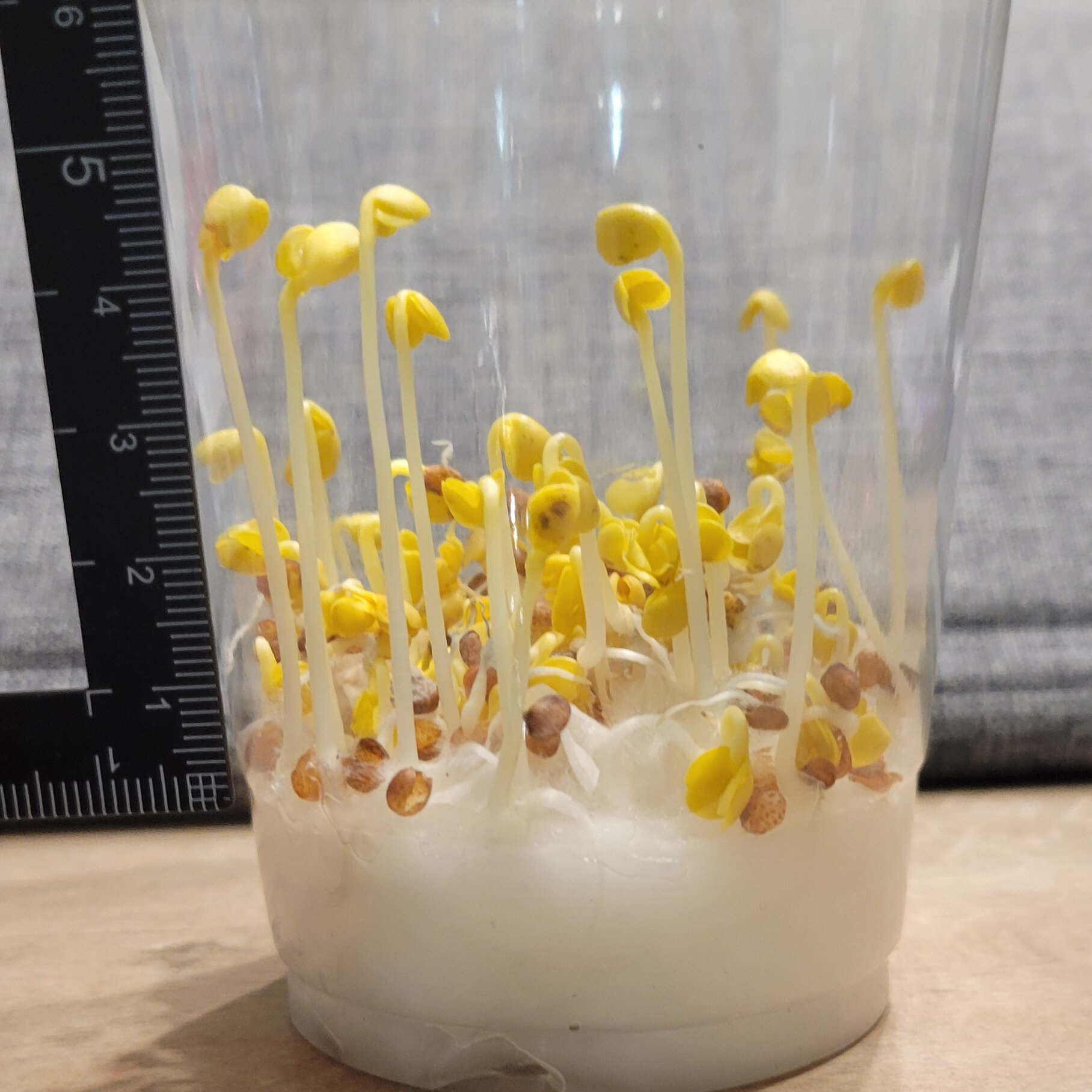 https://www.ige.tohoku.ac.jp/prg/watanabe/as-vegetable2024/2024/12/20241203_164935.jpg