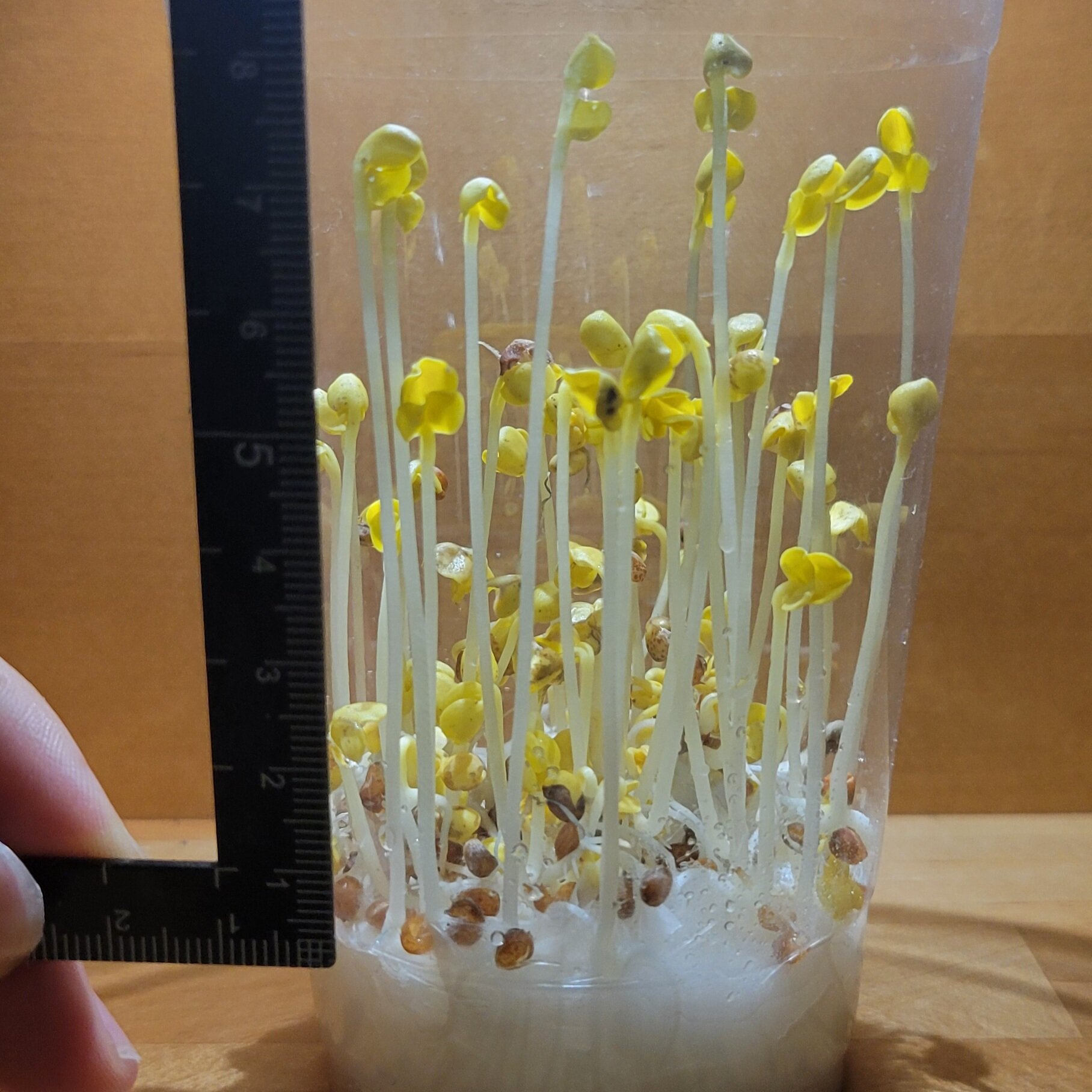 https://www.ige.tohoku.ac.jp/prg/watanabe/as-vegetable2024/2024/12/20241204_215011.jpg