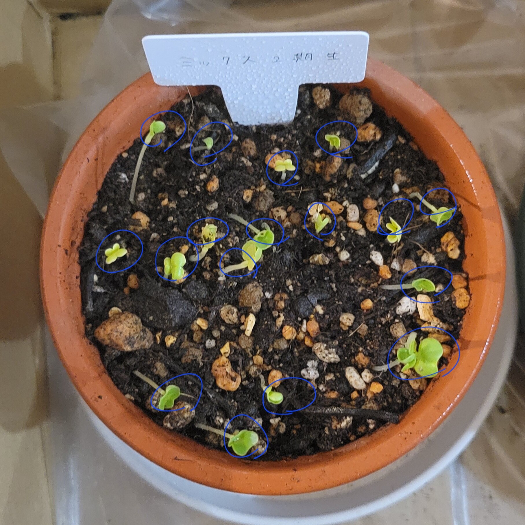 https://www.ige.tohoku.ac.jp/prg/watanabe/as-vegetable2024/2024/12/20241206_213601.jpg