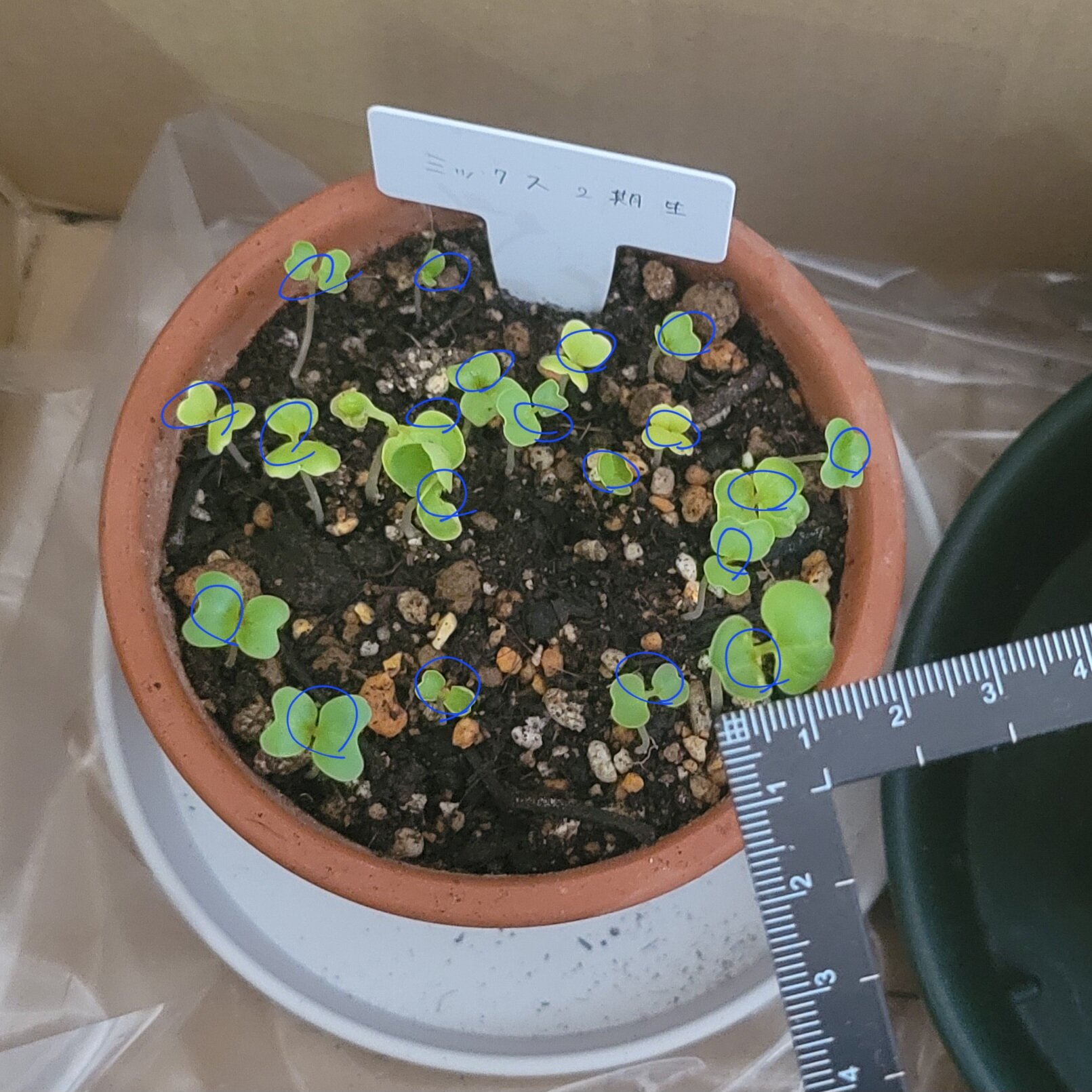https://www.ige.tohoku.ac.jp/prg/watanabe/as-vegetable2024/2024/12/20241208_092728.jpg