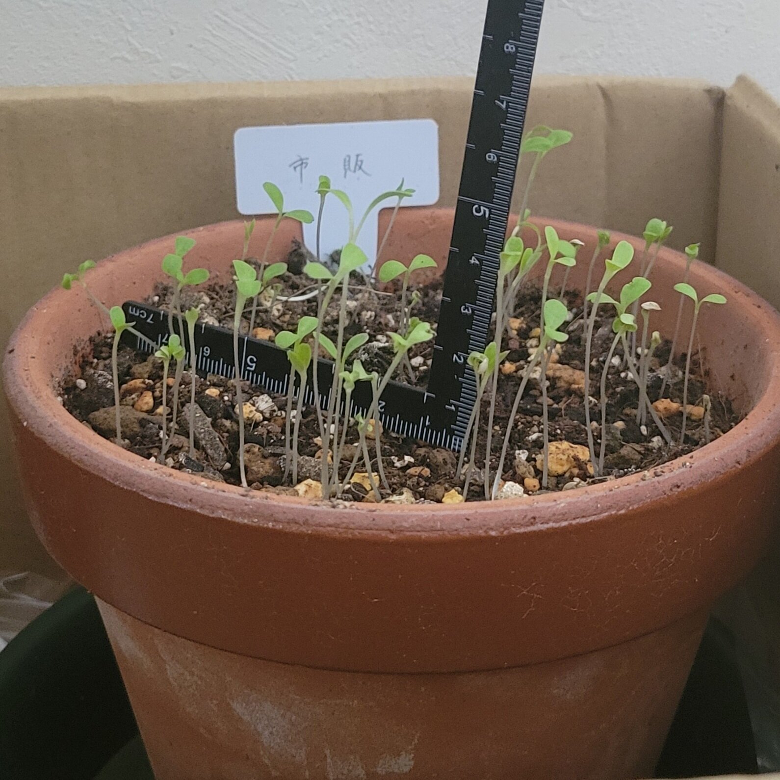 https://www.ige.tohoku.ac.jp/prg/watanabe/as-vegetable2024/2024/12/20241208_092754%20%281%29.jpg