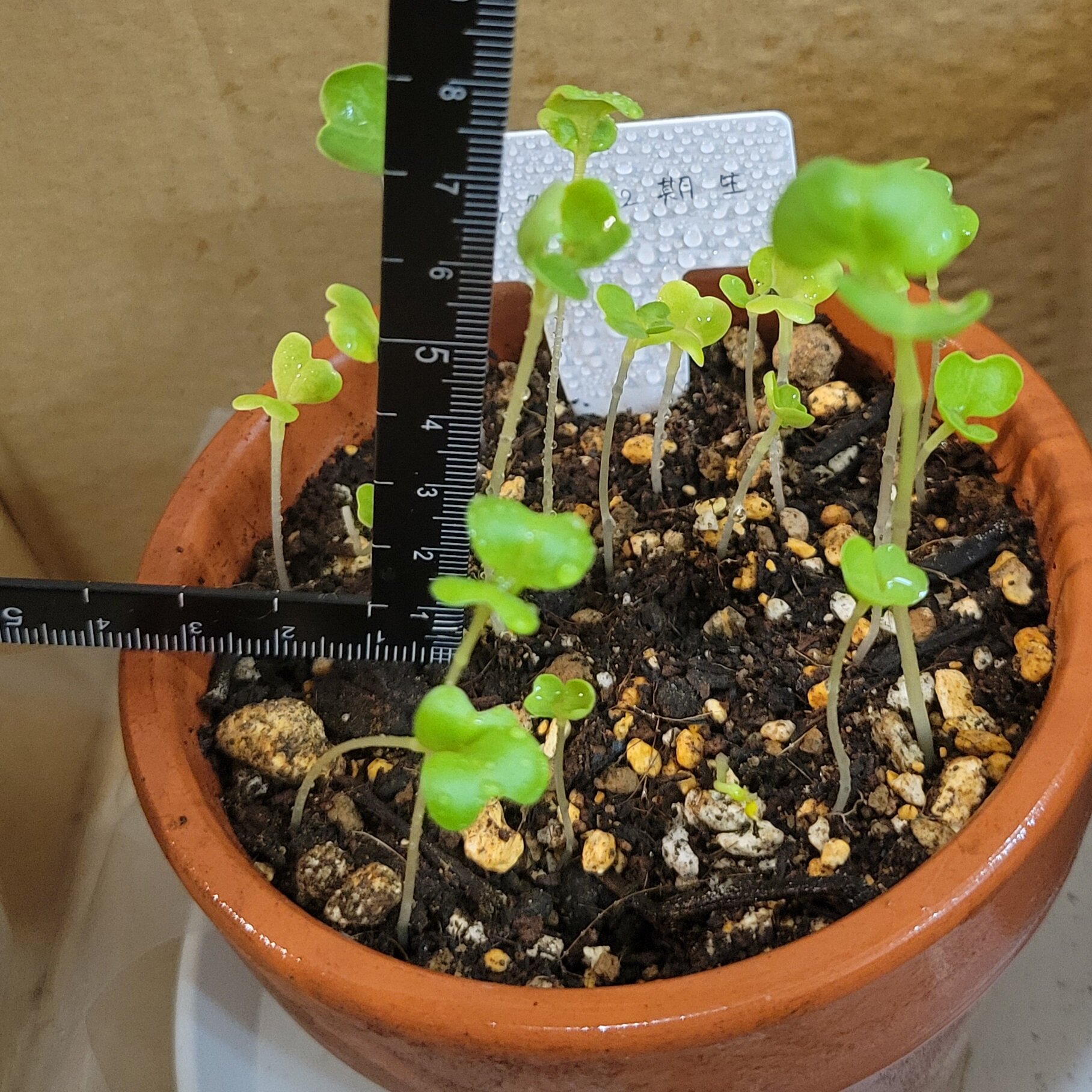 https://www.ige.tohoku.ac.jp/prg/watanabe/as-vegetable2024/2024/12/20241210_211208.jpg