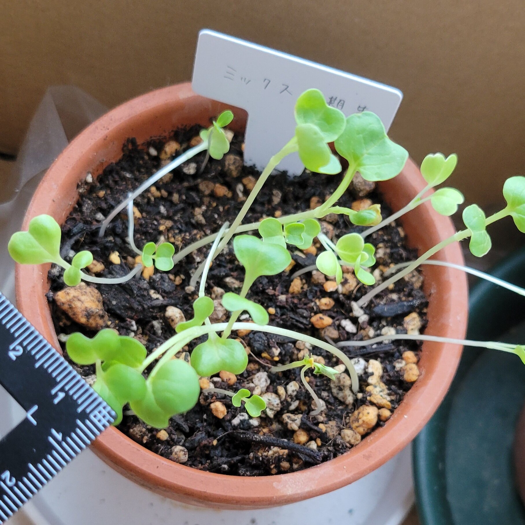 https://www.ige.tohoku.ac.jp/prg/watanabe/as-vegetable2024/2024/12/20241214_080040.jpg