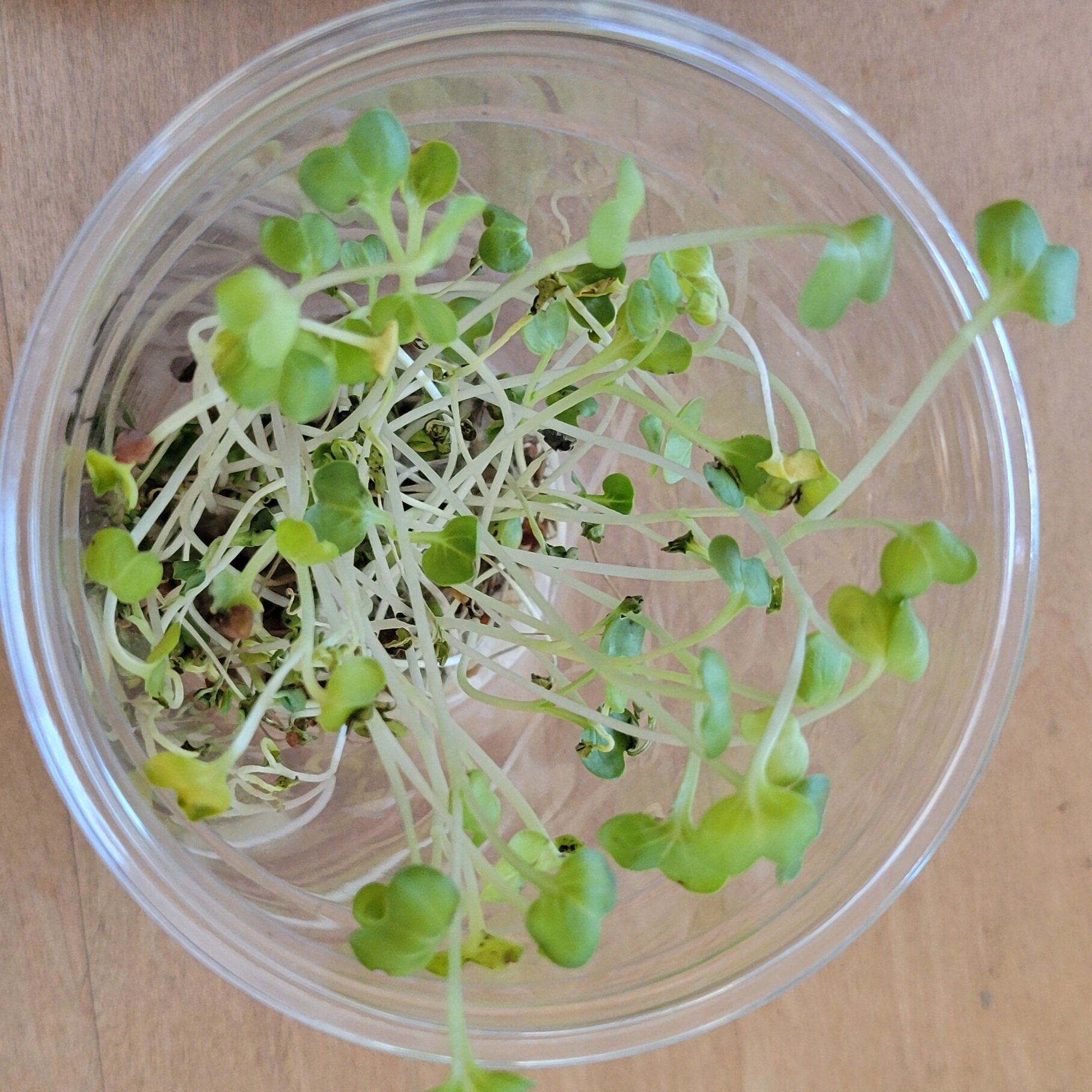 https://www.ige.tohoku.ac.jp/prg/watanabe/as-vegetable2024/2024/12/20241215_080544.jpg