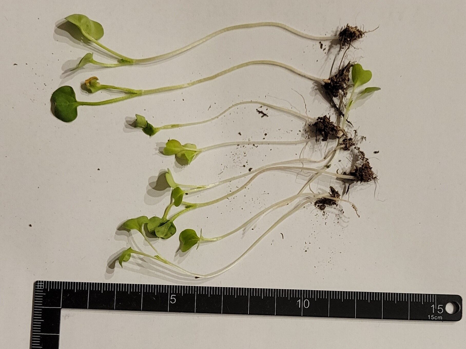 https://www.ige.tohoku.ac.jp/prg/watanabe/as-vegetable2024/2024/12/20241225_181713.jpg