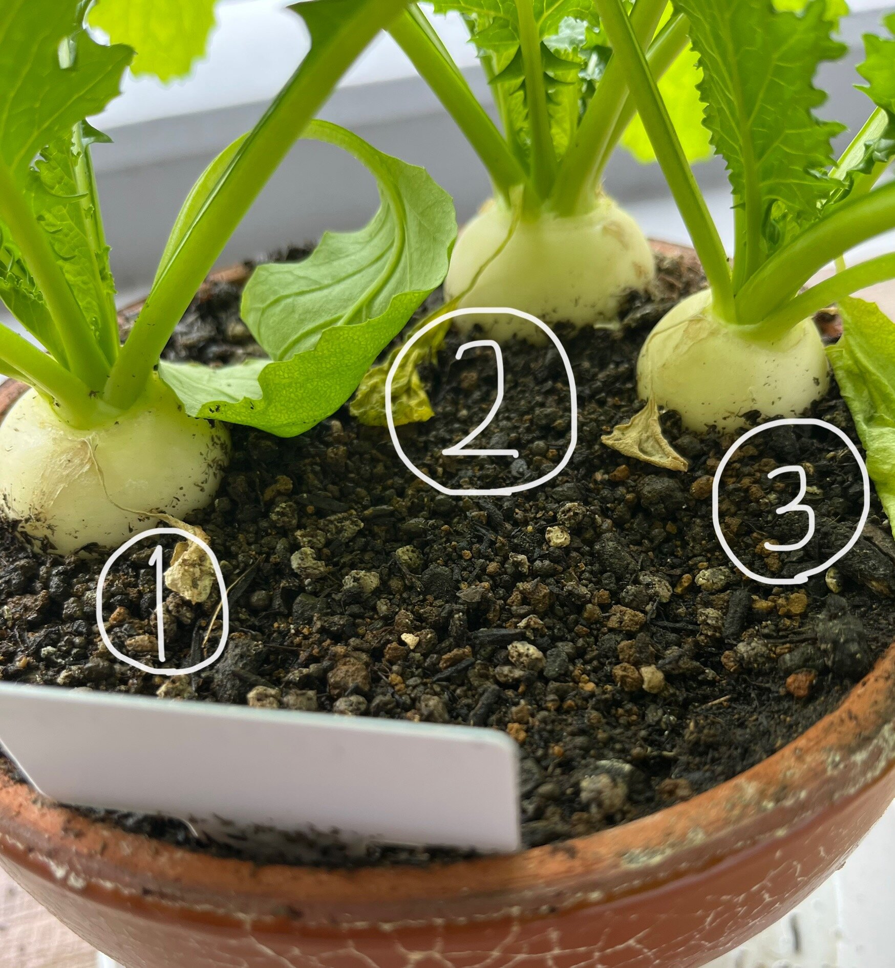 https://www.ige.tohoku.ac.jp/prg/watanabe/as-vegetable2024/2024/12/262fa669e92a6f8fcc5cd4556a3cd95134f53b9e.jpg