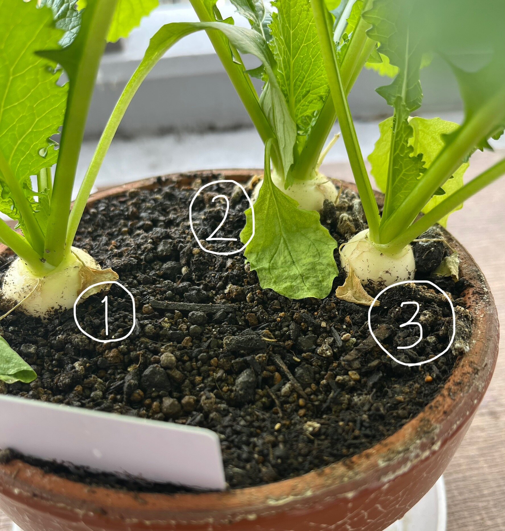 https://www.ige.tohoku.ac.jp/prg/watanabe/as-vegetable2024/2024/12/3435e2a8d8495f845007b28a6b7cfa4520c1b3ff.jpg