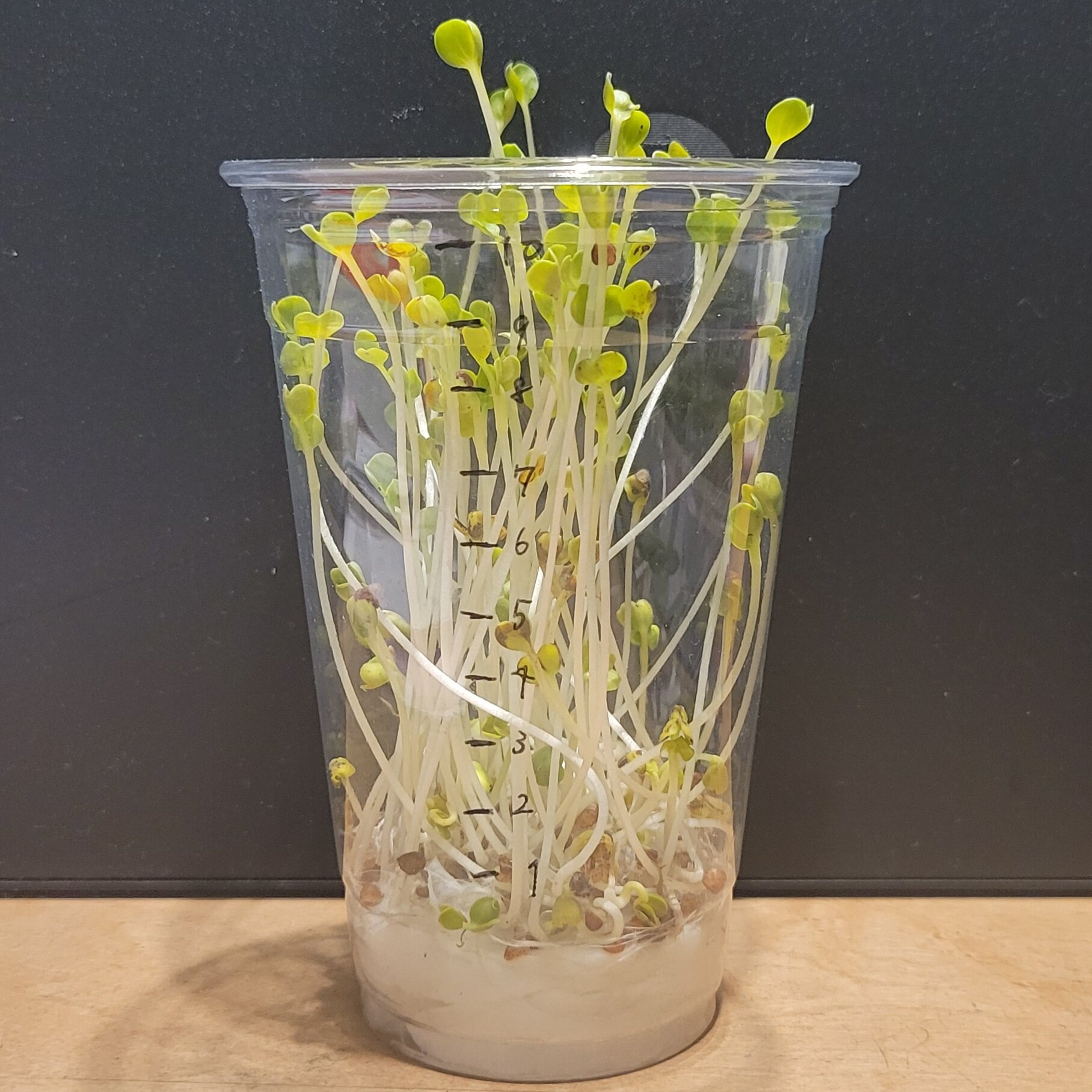 https://www.ige.tohoku.ac.jp/prg/watanabe/as-vegetable2024/2024/12/808d2271750863f17f0afc92aa4588477f21c354.jpg