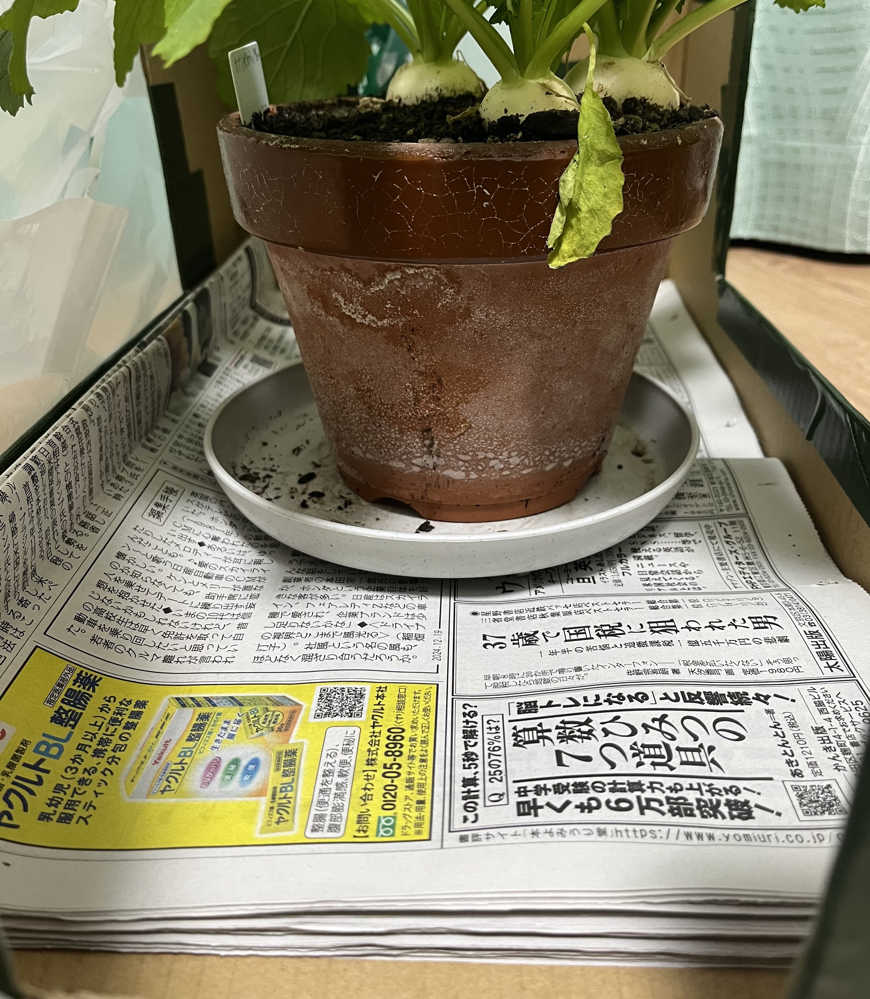 https://www.ige.tohoku.ac.jp/prg/watanabe/as-vegetable2024/2024/12/80f310e8fa22c3e51426f6570423ffff86f89809.jpg