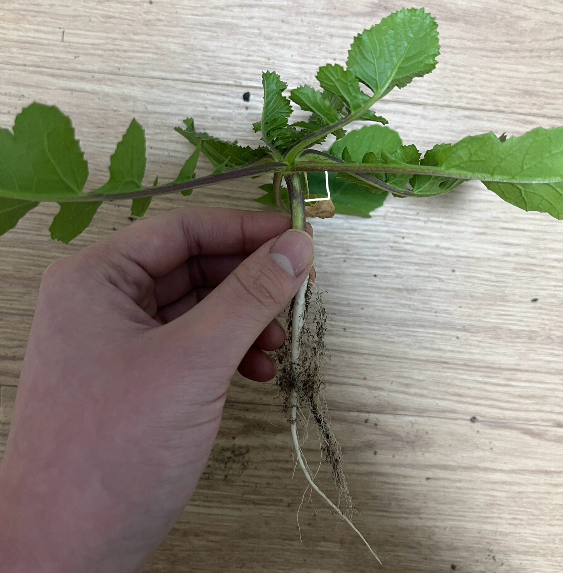 https://www.ige.tohoku.ac.jp/prg/watanabe/as-vegetable2024/2024/12/8dd902a62e15690bf6ba2b854edd823a1b3b6cfc.jpg