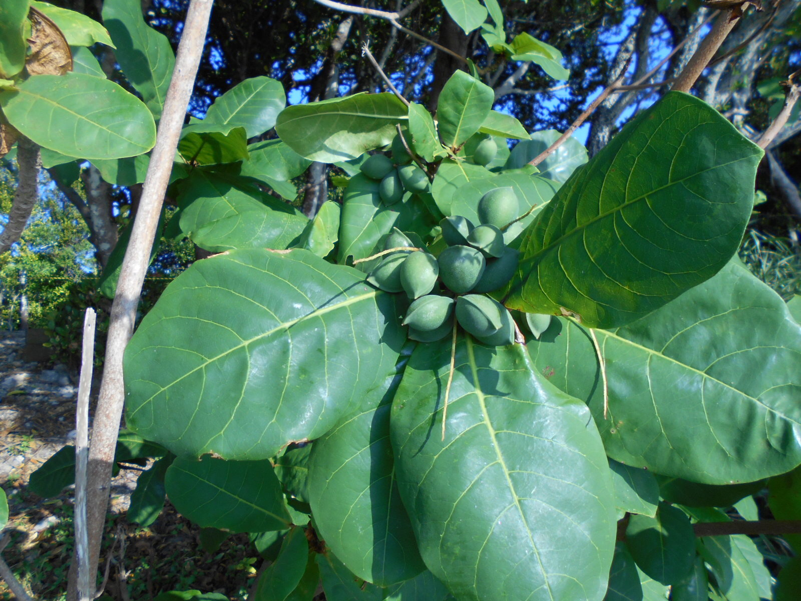 https://www.ige.tohoku.ac.jp/prg/watanabe/as-vegetable2024/2024/12/DSCN0297.JPG
