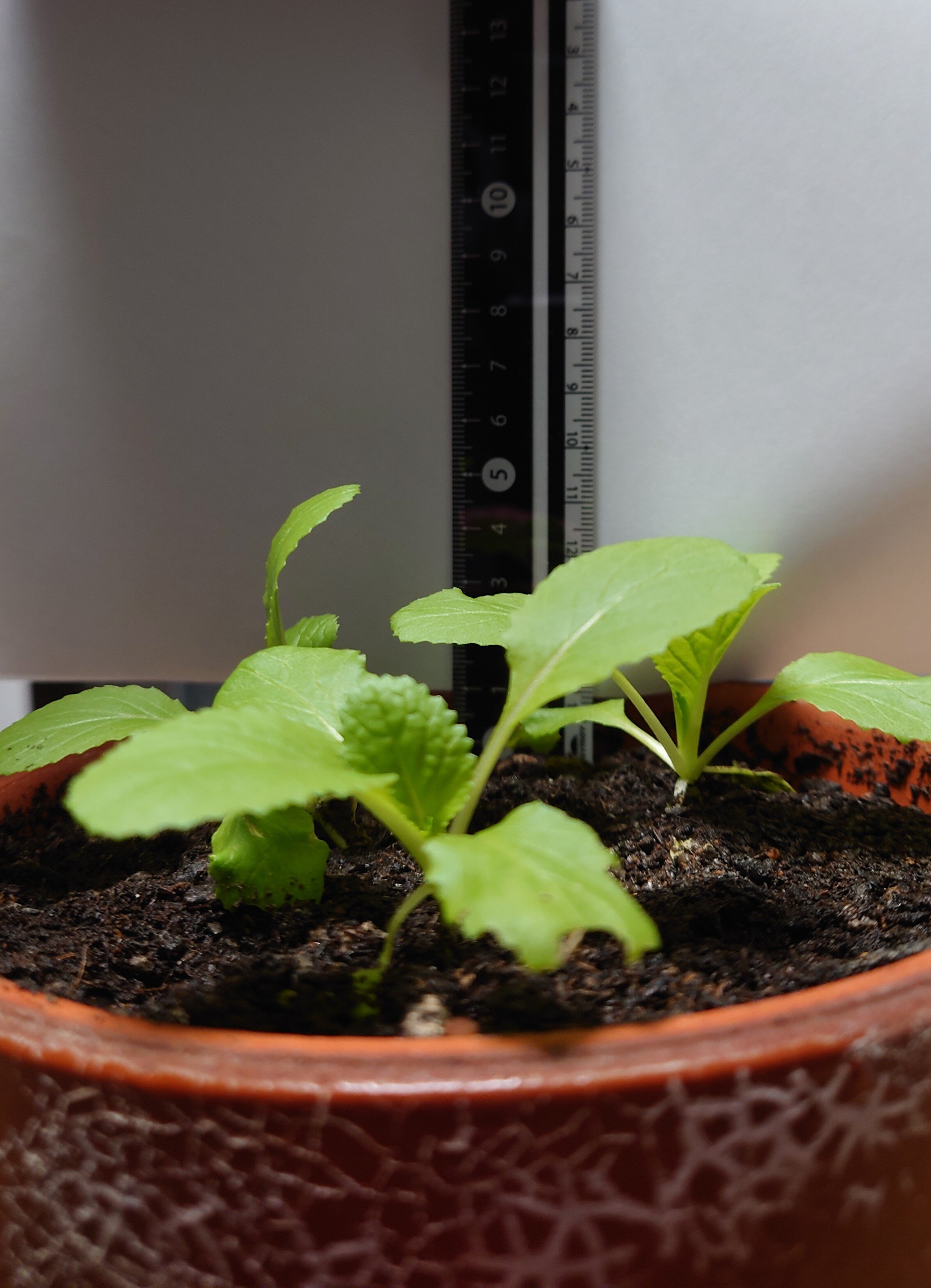 https://www.ige.tohoku.ac.jp/prg/watanabe/as-vegetable2024/2024/12/DSC_1271.JPG
