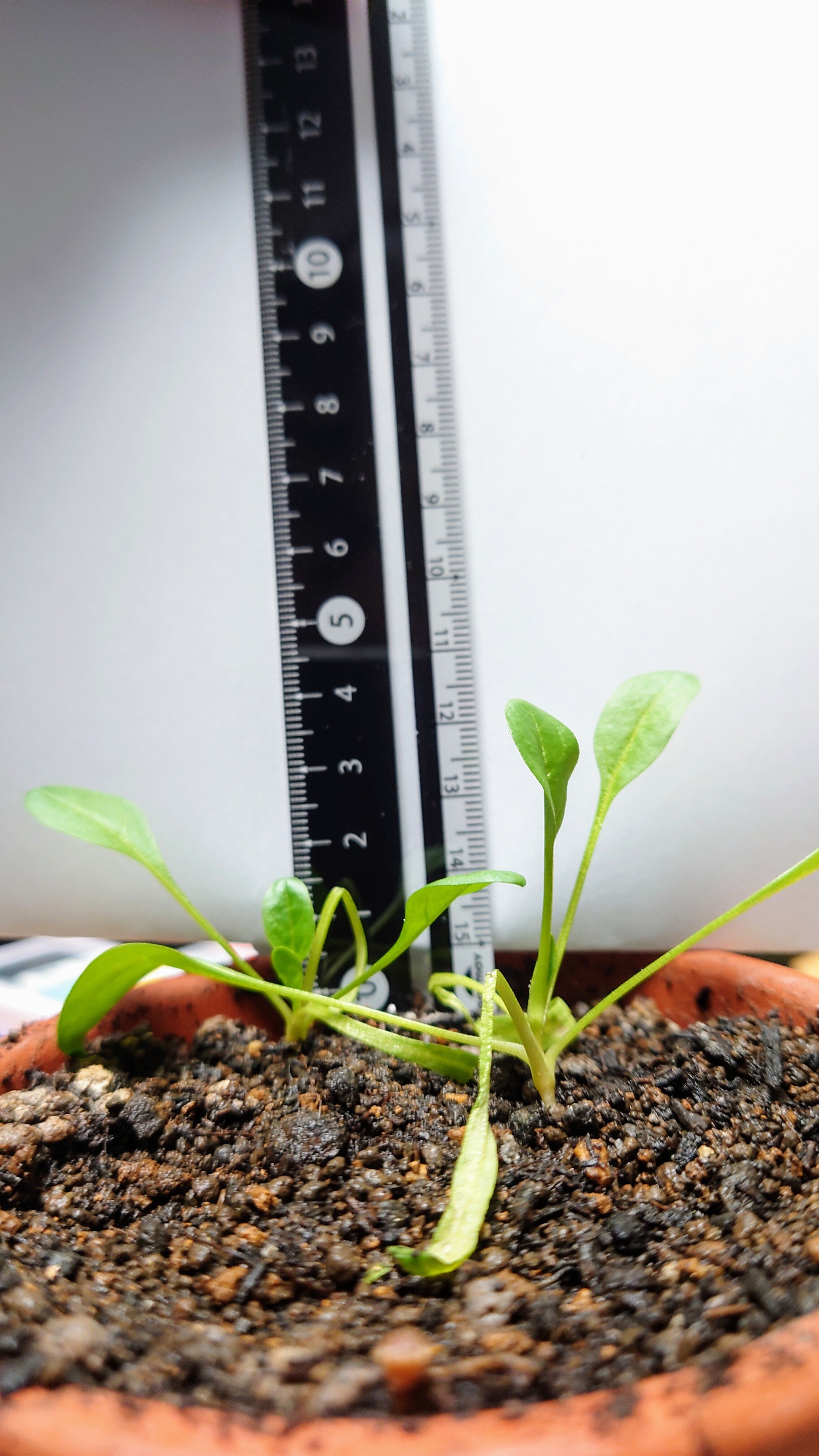 https://www.ige.tohoku.ac.jp/prg/watanabe/as-vegetable2024/2024/12/DSC_1279.JPG