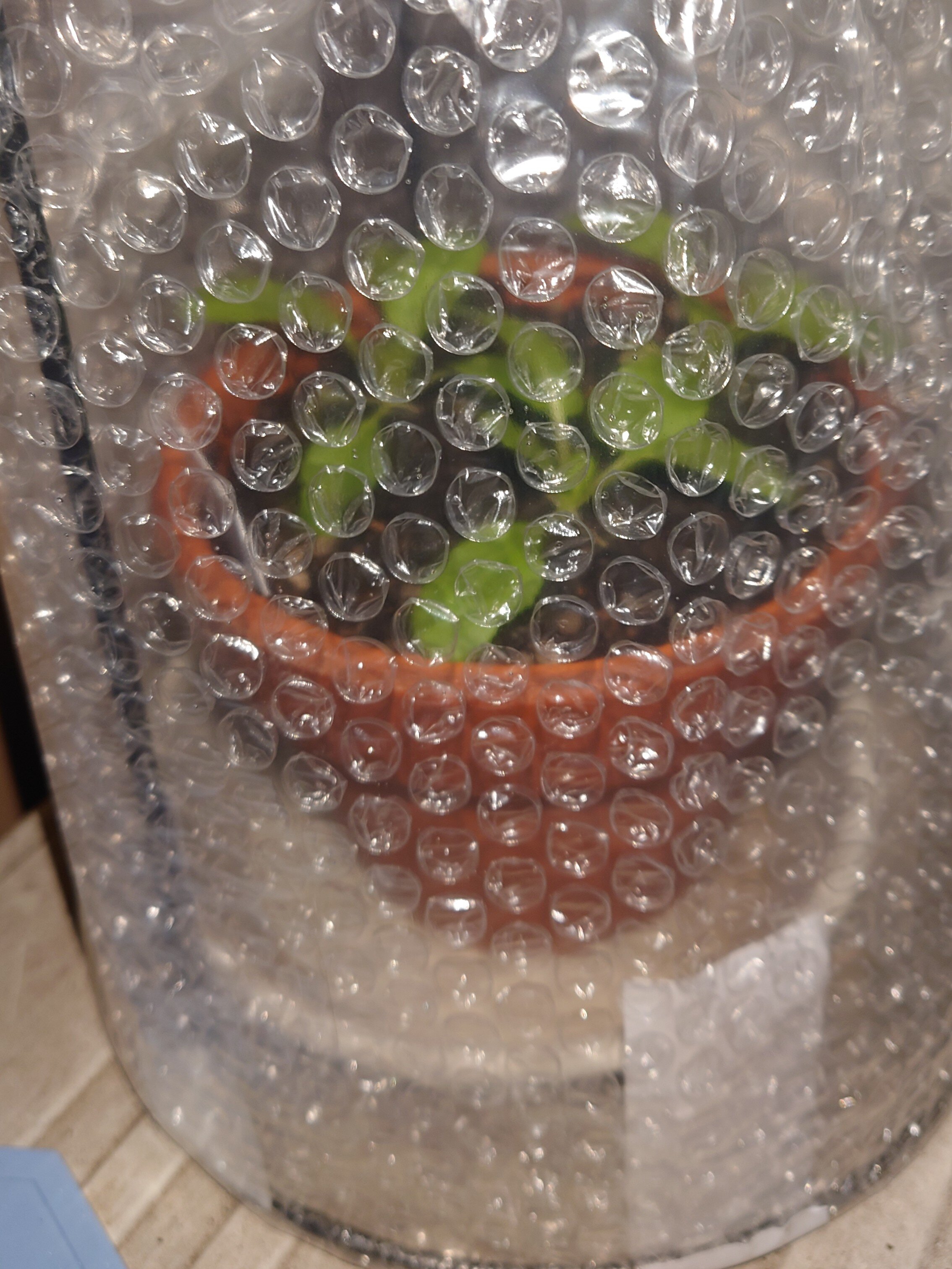 https://www.ige.tohoku.ac.jp/prg/watanabe/as-vegetable2024/2024/12/DSC_1307%20%282%29.JPG