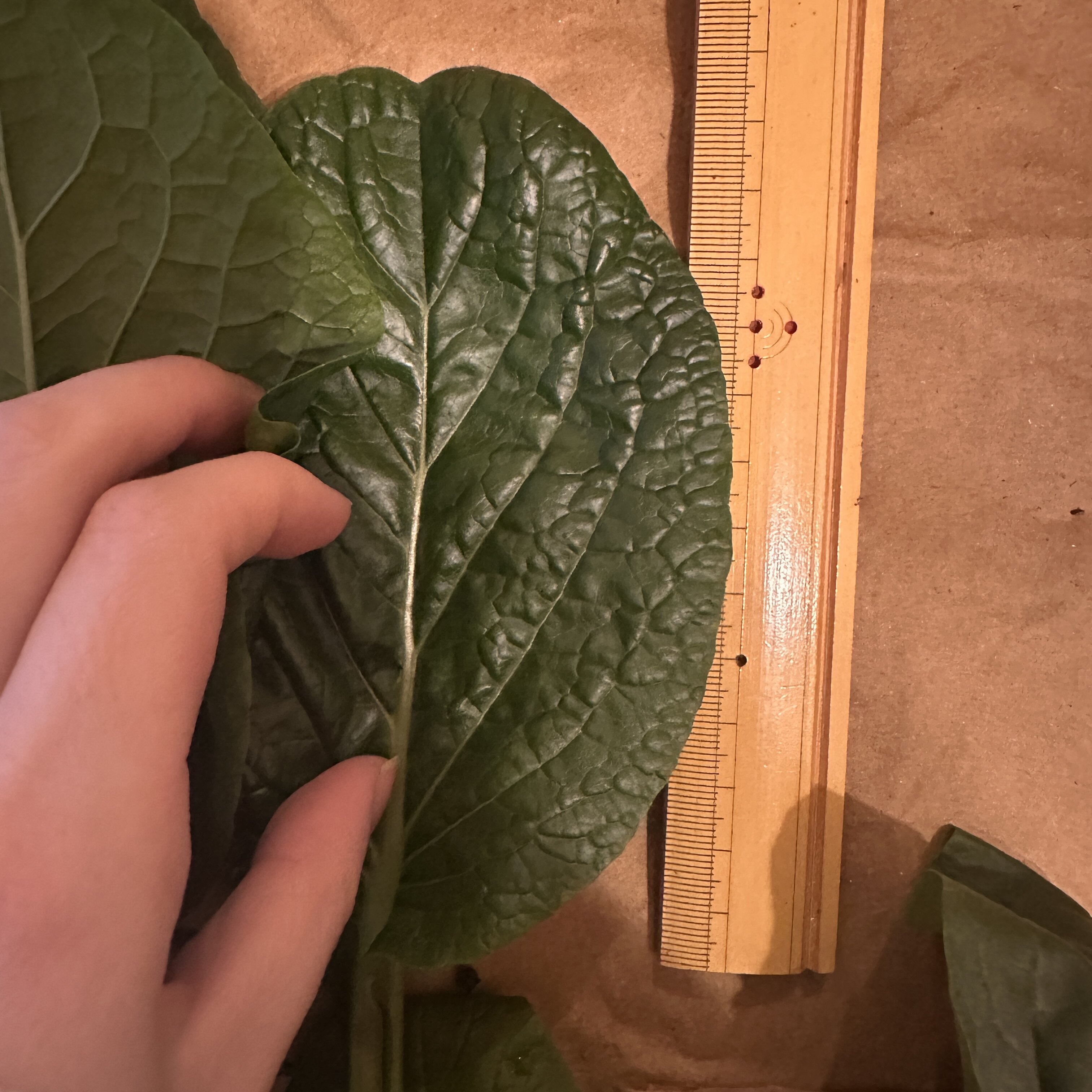 https://www.ige.tohoku.ac.jp/prg/watanabe/as-vegetable2024/2024/12/FullSizeRender.JPG