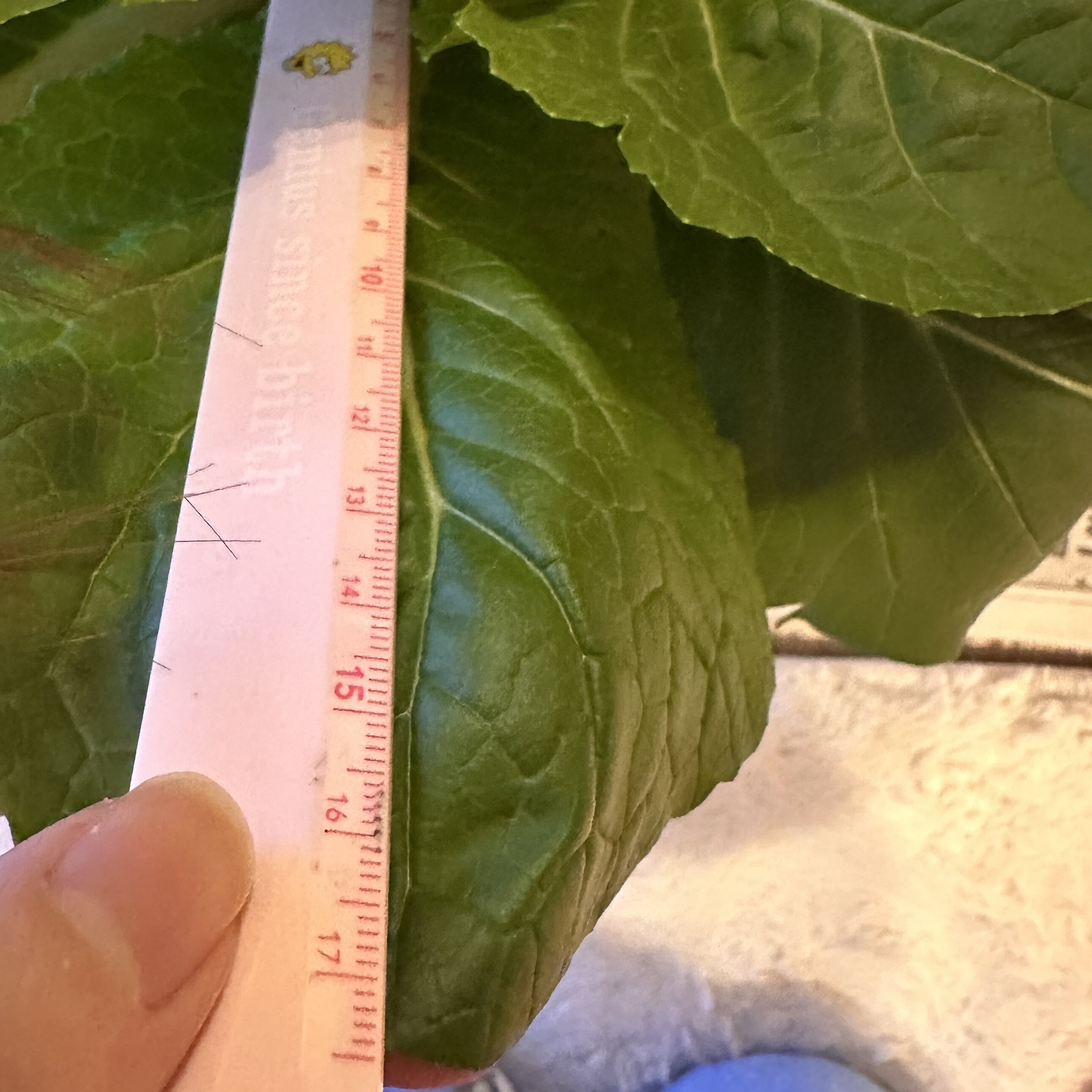 https://www.ige.tohoku.ac.jp/prg/watanabe/as-vegetable2024/2024/12/IMG_0116.jpg
