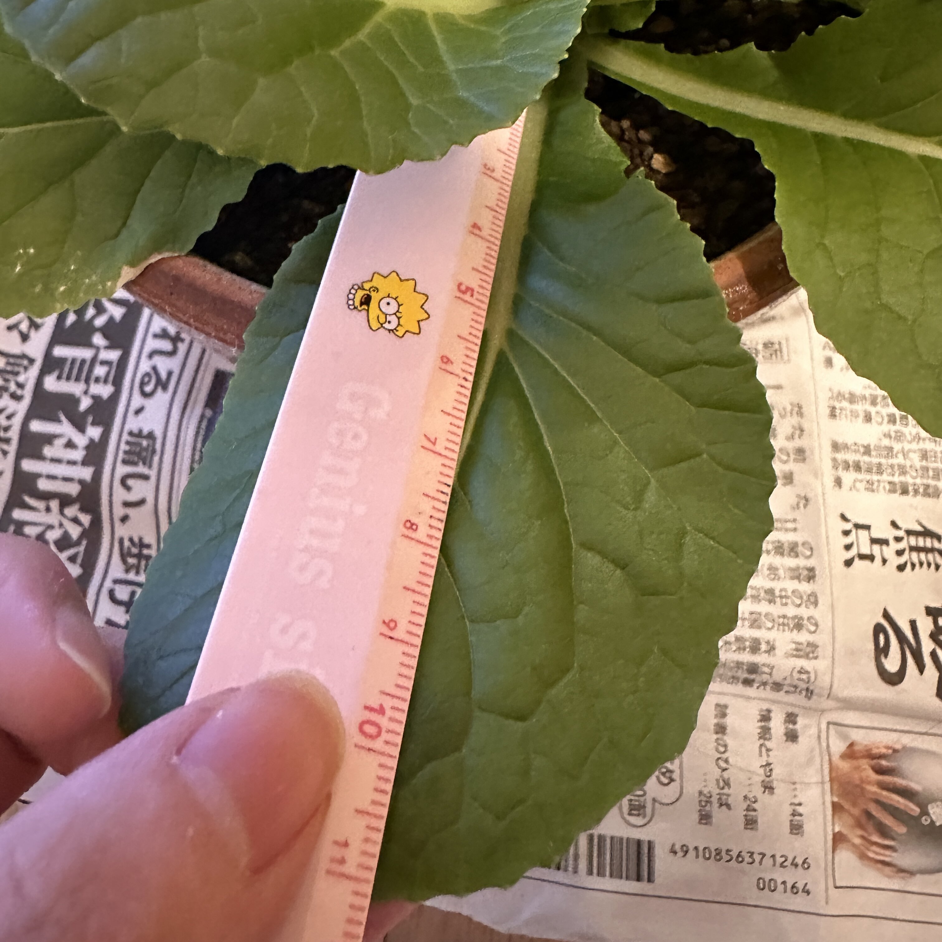 https://www.ige.tohoku.ac.jp/prg/watanabe/as-vegetable2024/2024/12/IMG_0123.jpg