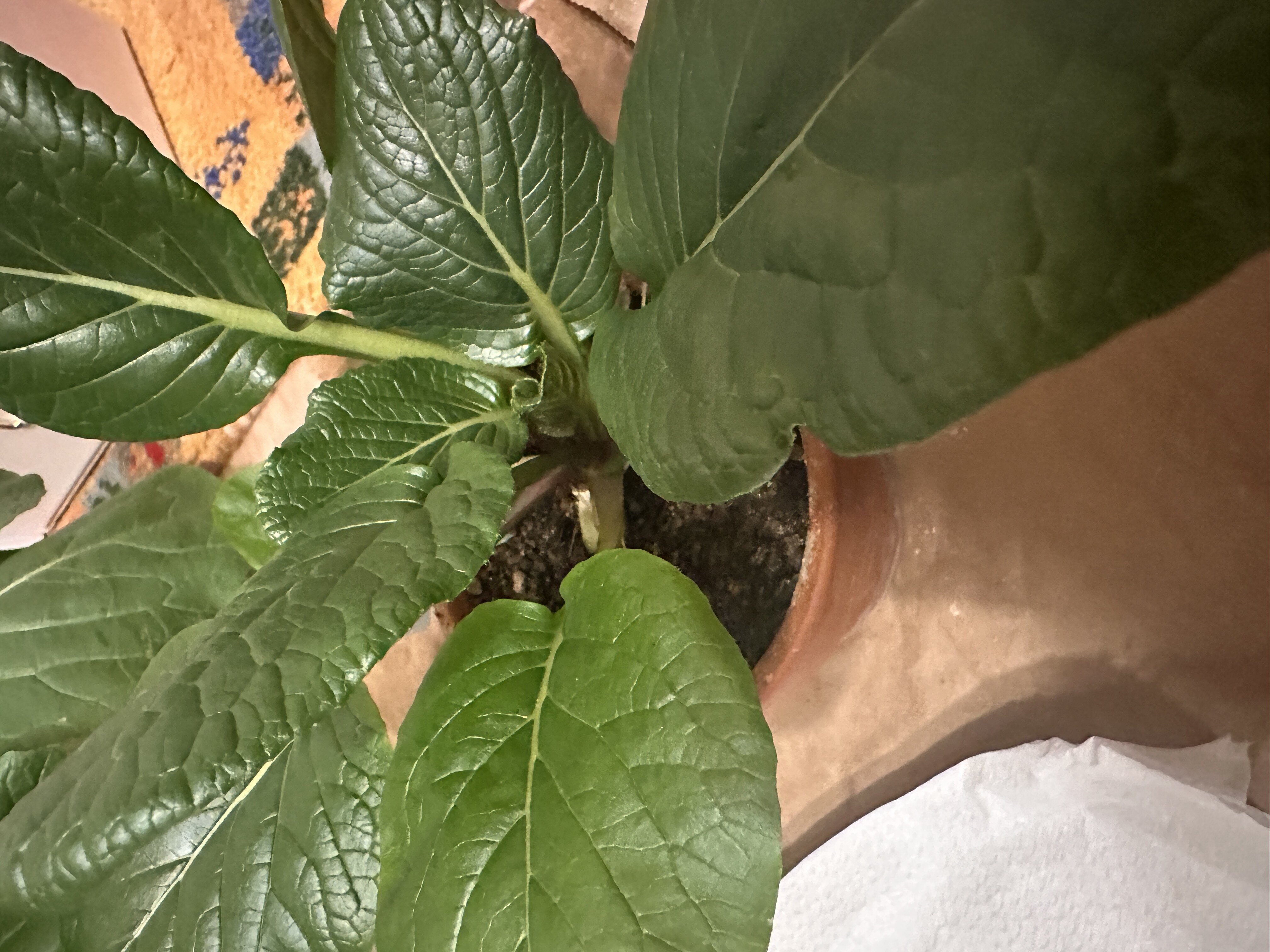 https://www.ige.tohoku.ac.jp/prg/watanabe/as-vegetable2024/2024/12/IMG_0251.JPG