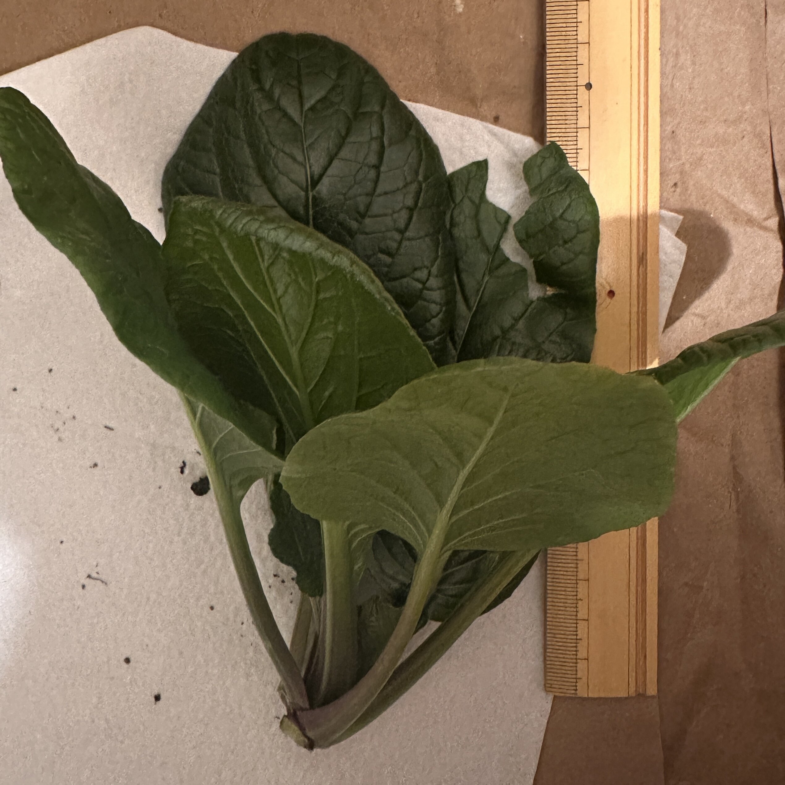https://www.ige.tohoku.ac.jp/prg/watanabe/as-vegetable2024/2024/12/IMG_0254.JPG