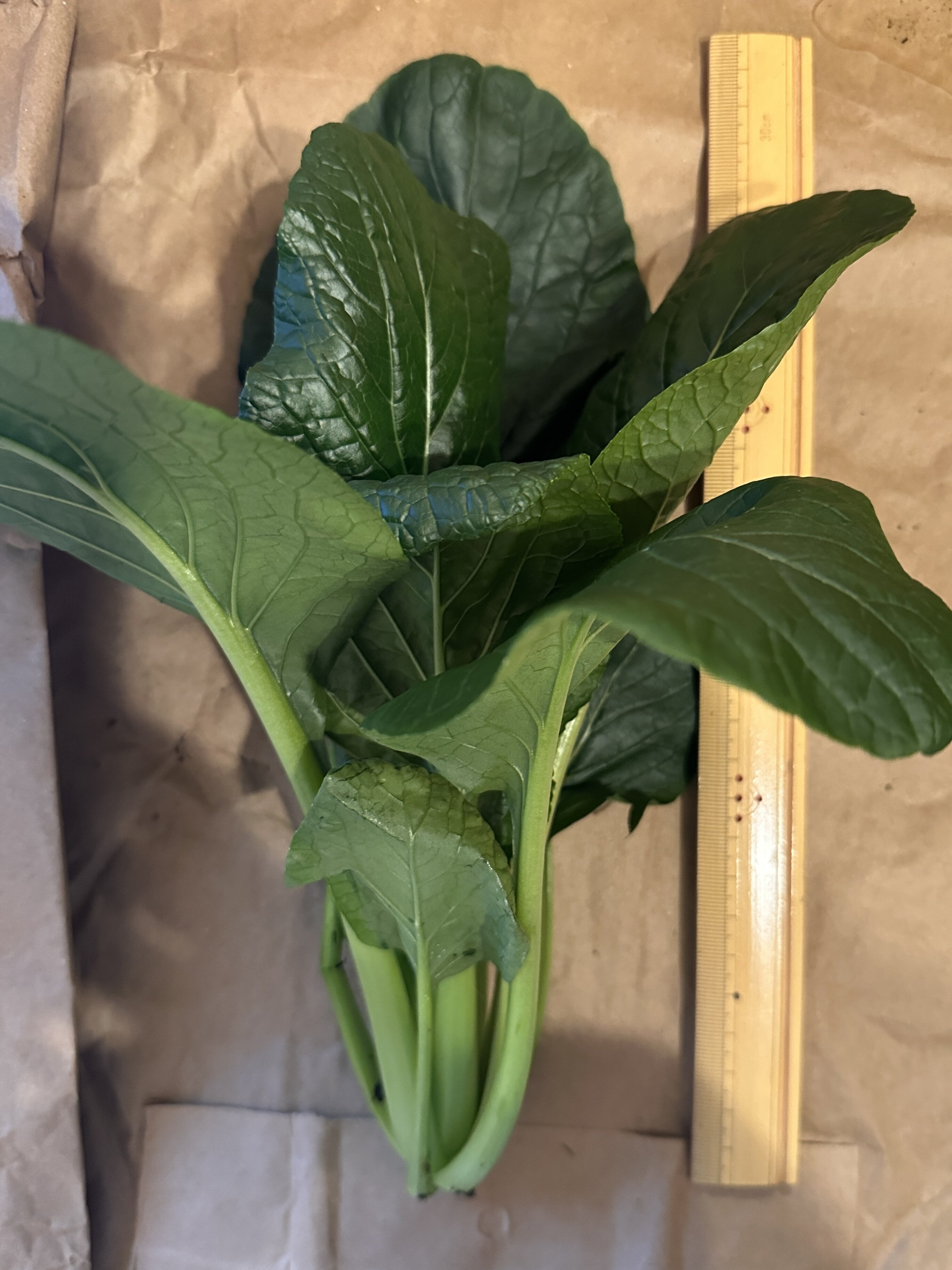 https://www.ige.tohoku.ac.jp/prg/watanabe/as-vegetable2024/2024/12/IMG_0260.JPG