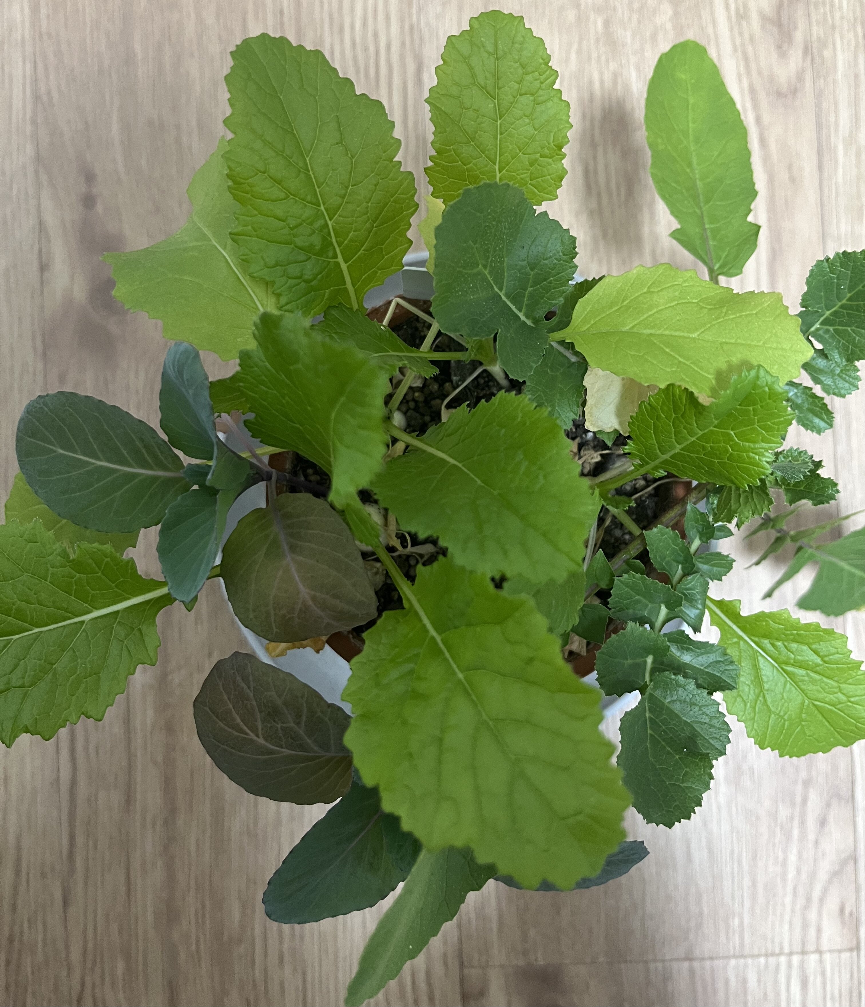 https://www.ige.tohoku.ac.jp/prg/watanabe/as-vegetable2024/2024/12/IMG_5762.jpg