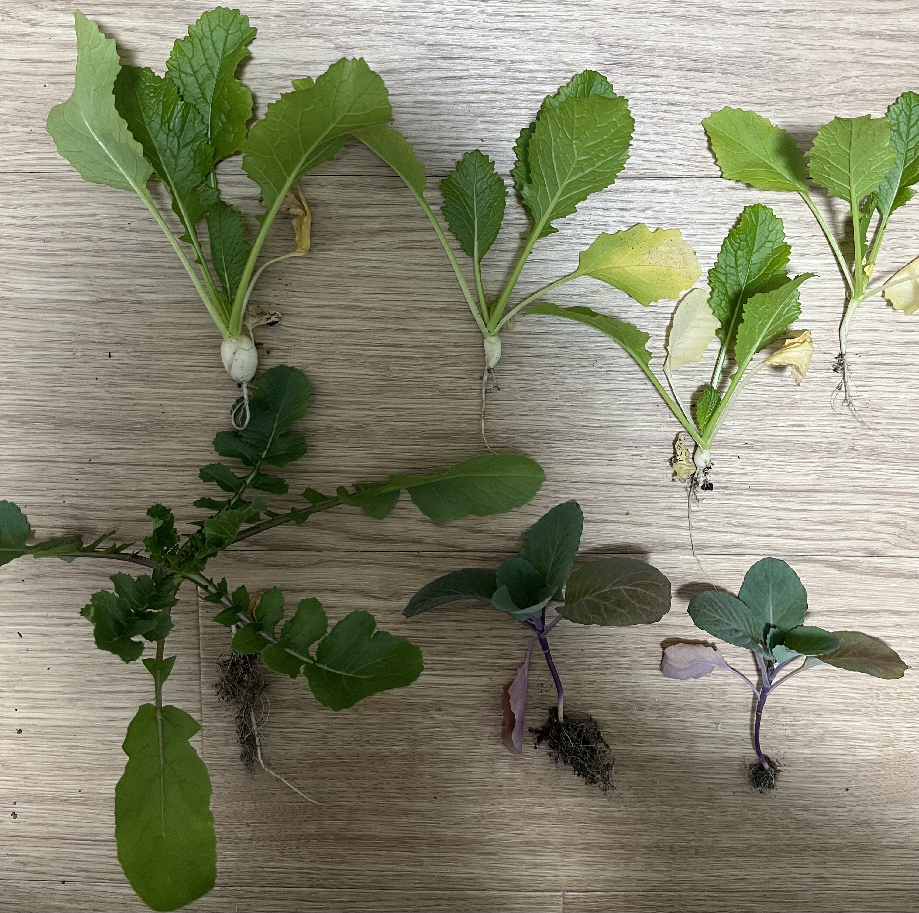 https://www.ige.tohoku.ac.jp/prg/watanabe/as-vegetable2024/2024/12/IMG_5781.jpg