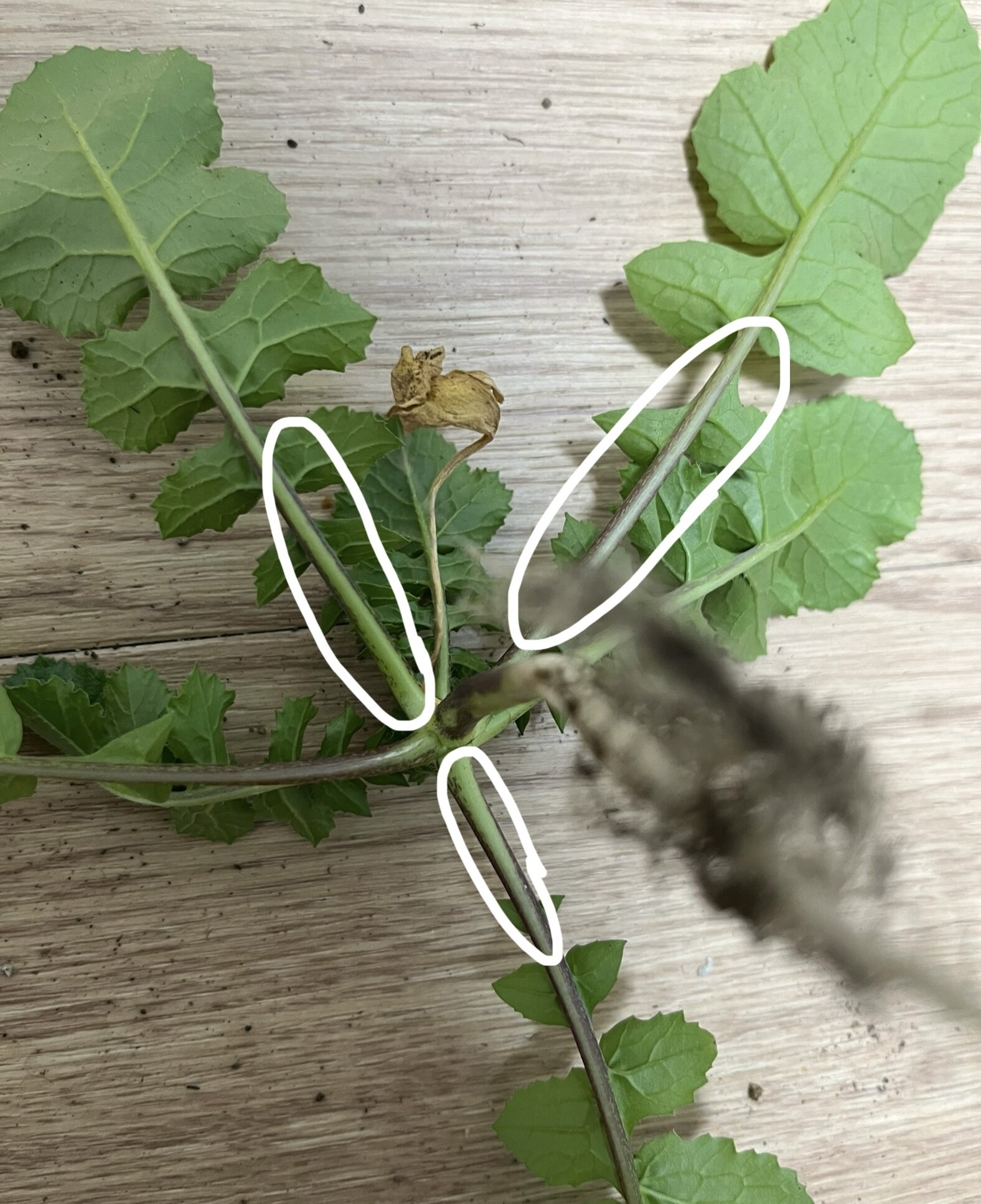 https://www.ige.tohoku.ac.jp/prg/watanabe/as-vegetable2024/2024/12/IMG_5796.jpg