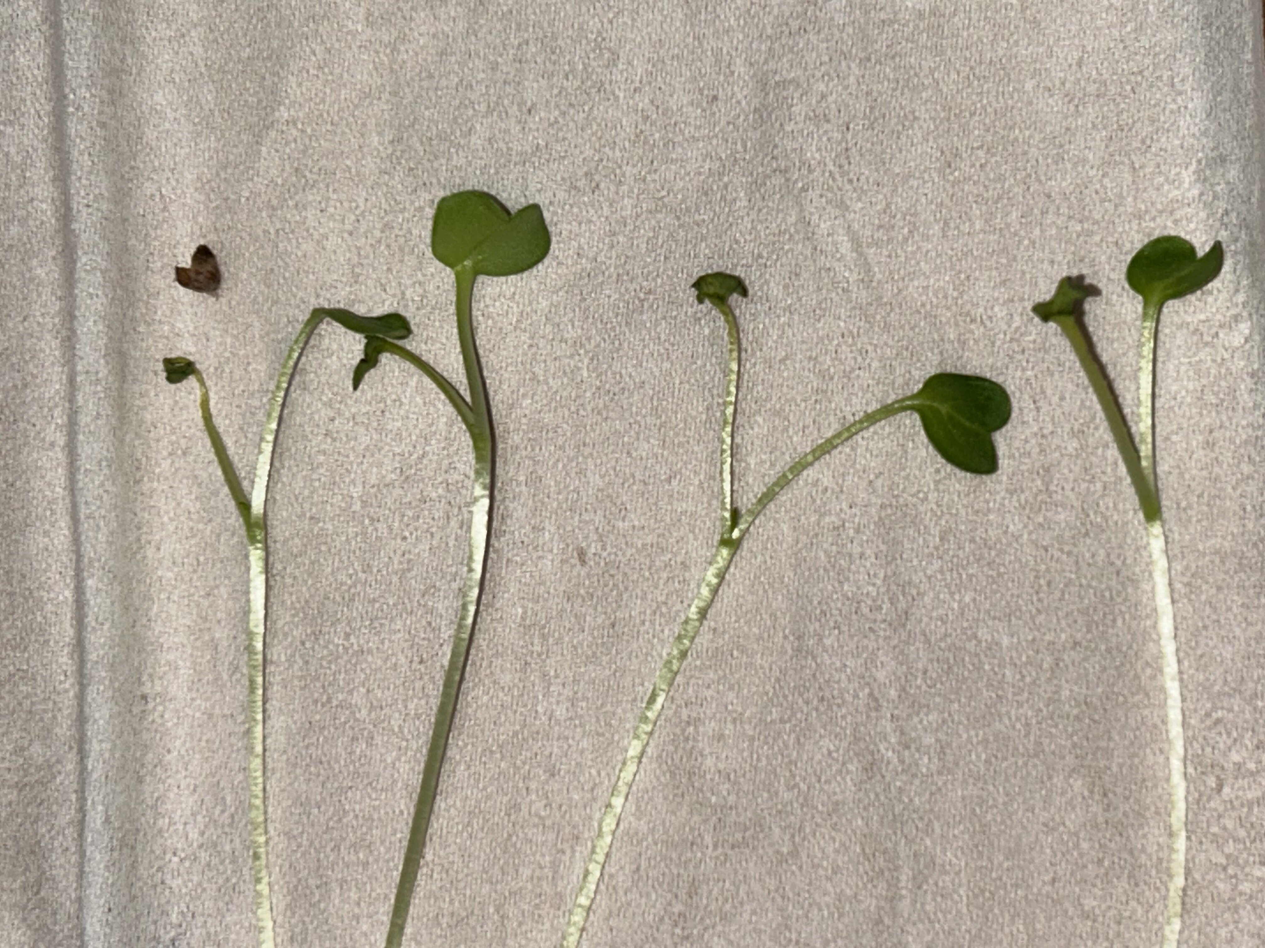 https://www.ige.tohoku.ac.jp/prg/watanabe/as-vegetable2024/2024/12/IMG_5978.jpeg