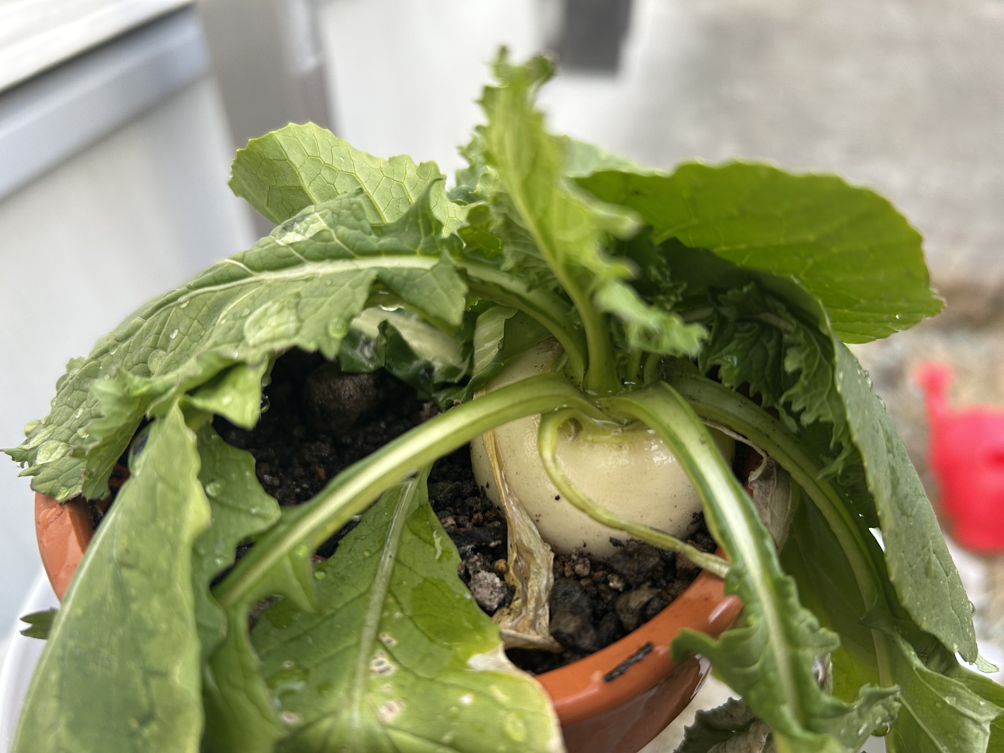 https://www.ige.tohoku.ac.jp/prg/watanabe/as-vegetable2024/2024/12/IMG_6002.jpg