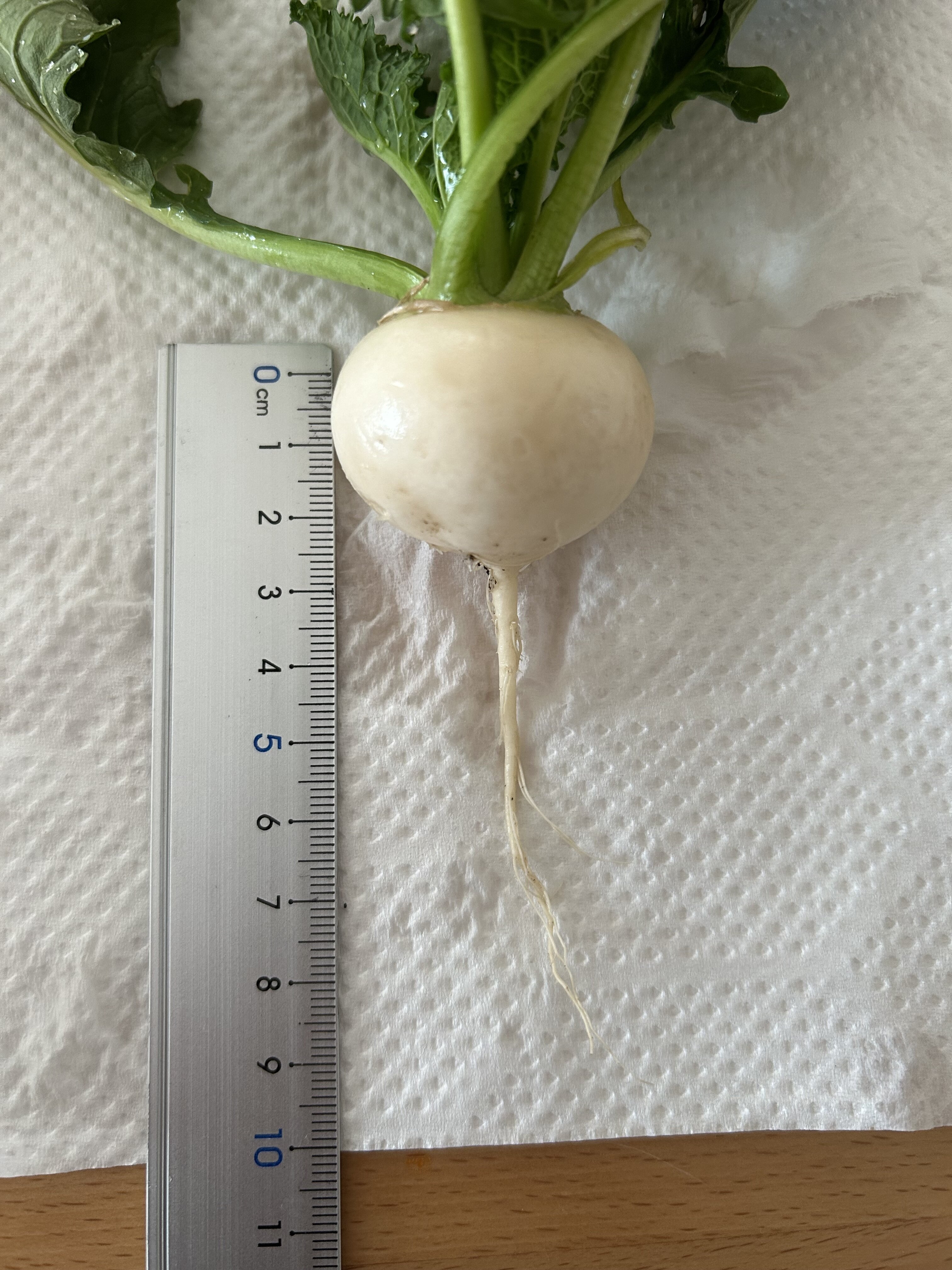 https://www.ige.tohoku.ac.jp/prg/watanabe/as-vegetable2024/2024/12/IMG_6005.jpg