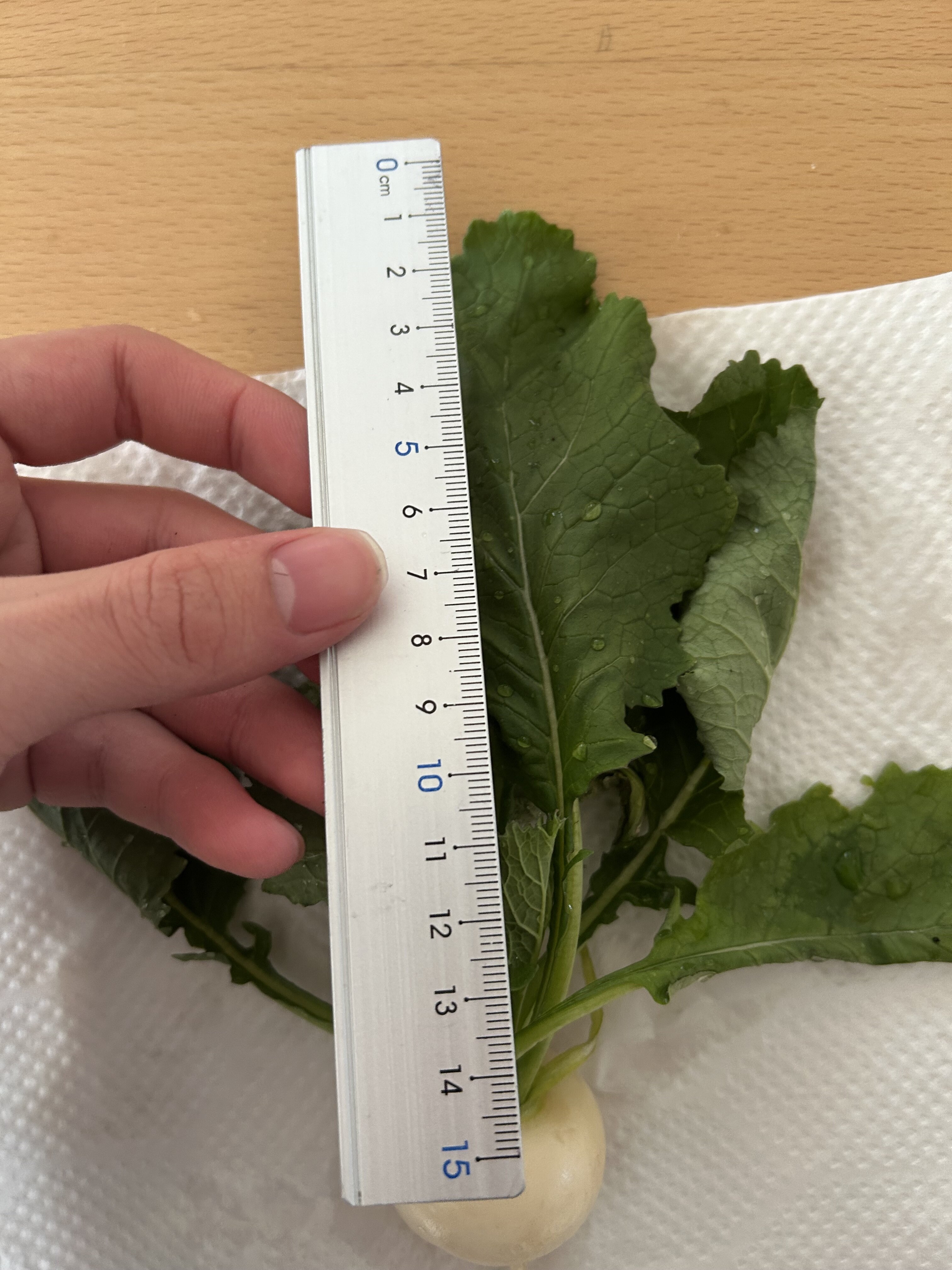 https://www.ige.tohoku.ac.jp/prg/watanabe/as-vegetable2024/2024/12/IMG_6006.jpg