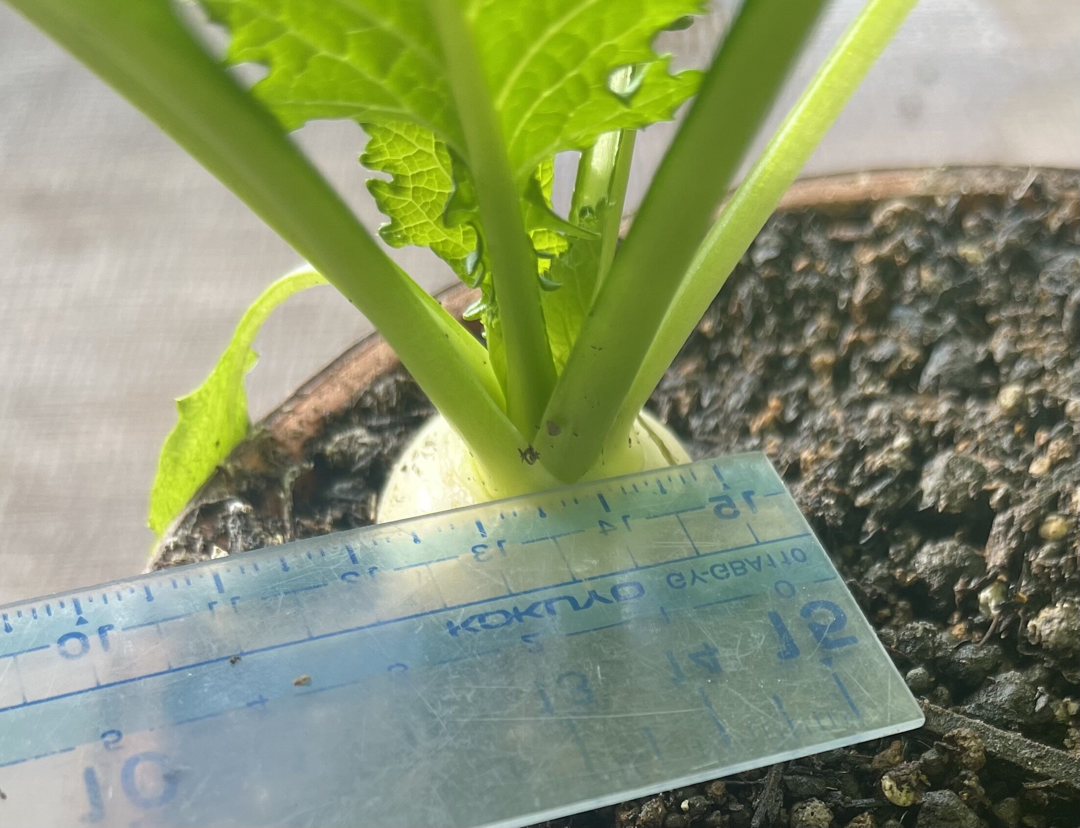 https://www.ige.tohoku.ac.jp/prg/watanabe/as-vegetable2024/2024/12/IMG_6244.jpg
