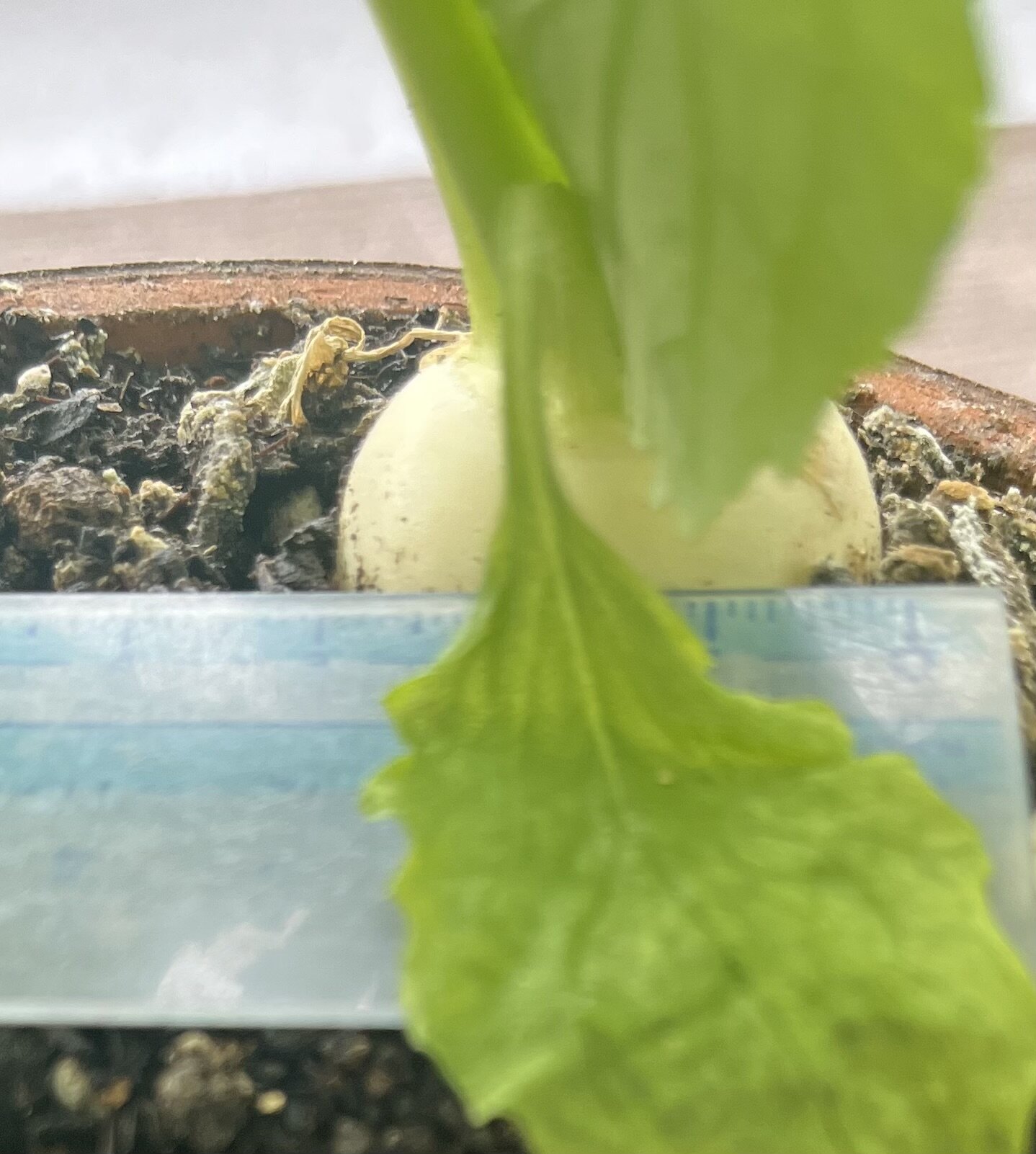 https://www.ige.tohoku.ac.jp/prg/watanabe/as-vegetable2024/2024/12/IMG_6255.jpg