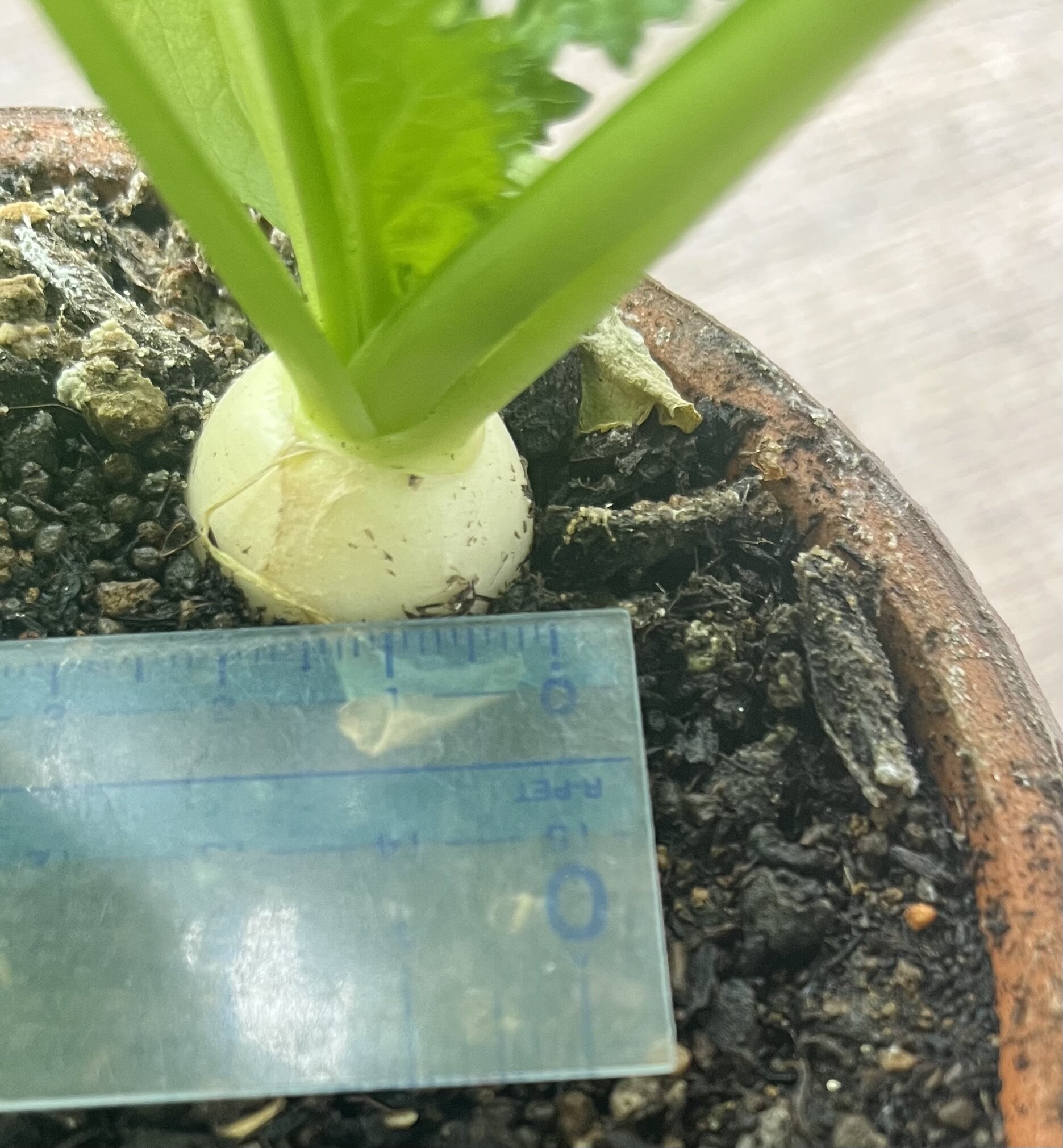 https://www.ige.tohoku.ac.jp/prg/watanabe/as-vegetable2024/2024/12/IMG_6258.jpg