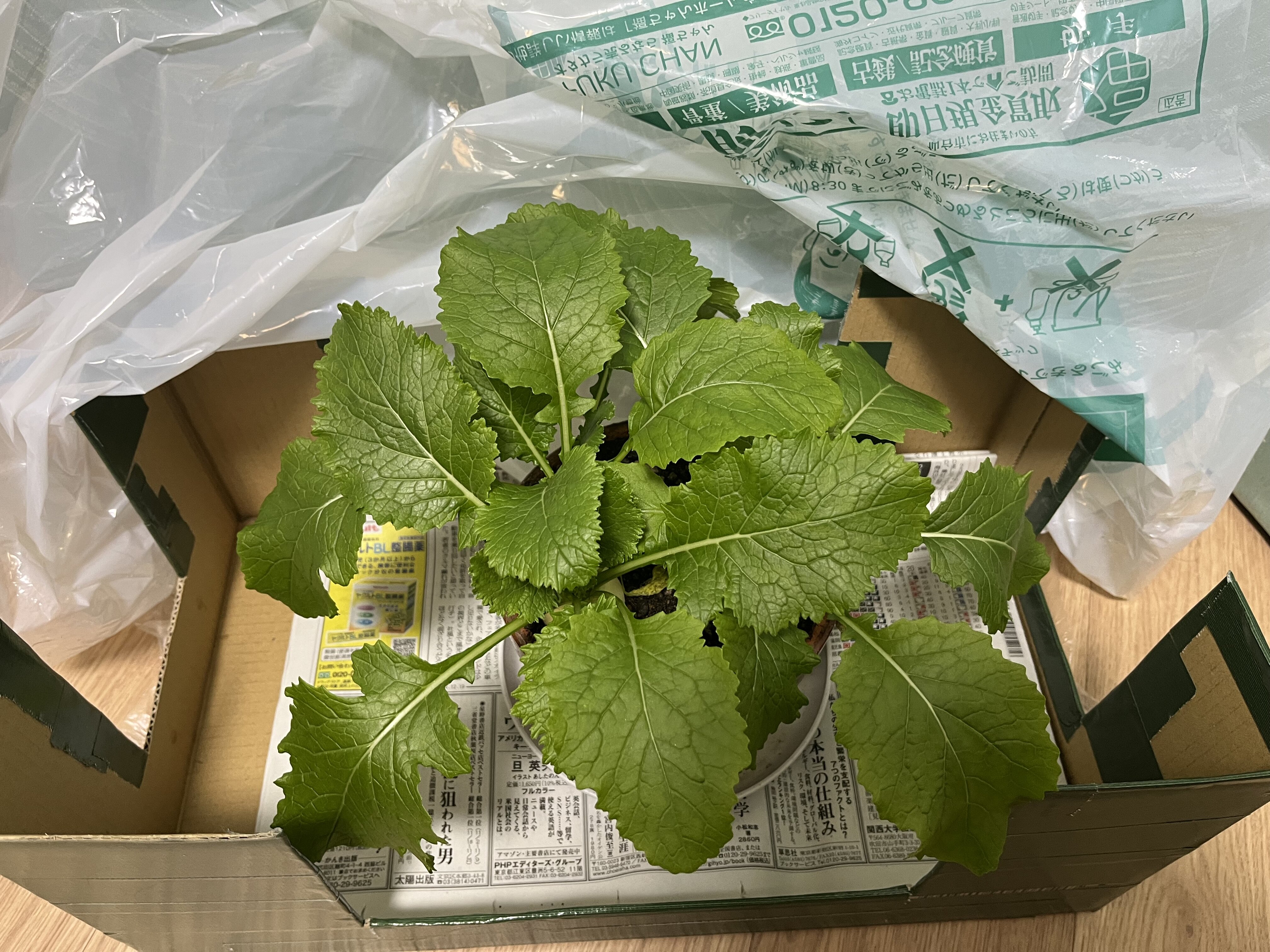 https://www.ige.tohoku.ac.jp/prg/watanabe/as-vegetable2024/2024/12/IMG_6946.jpg