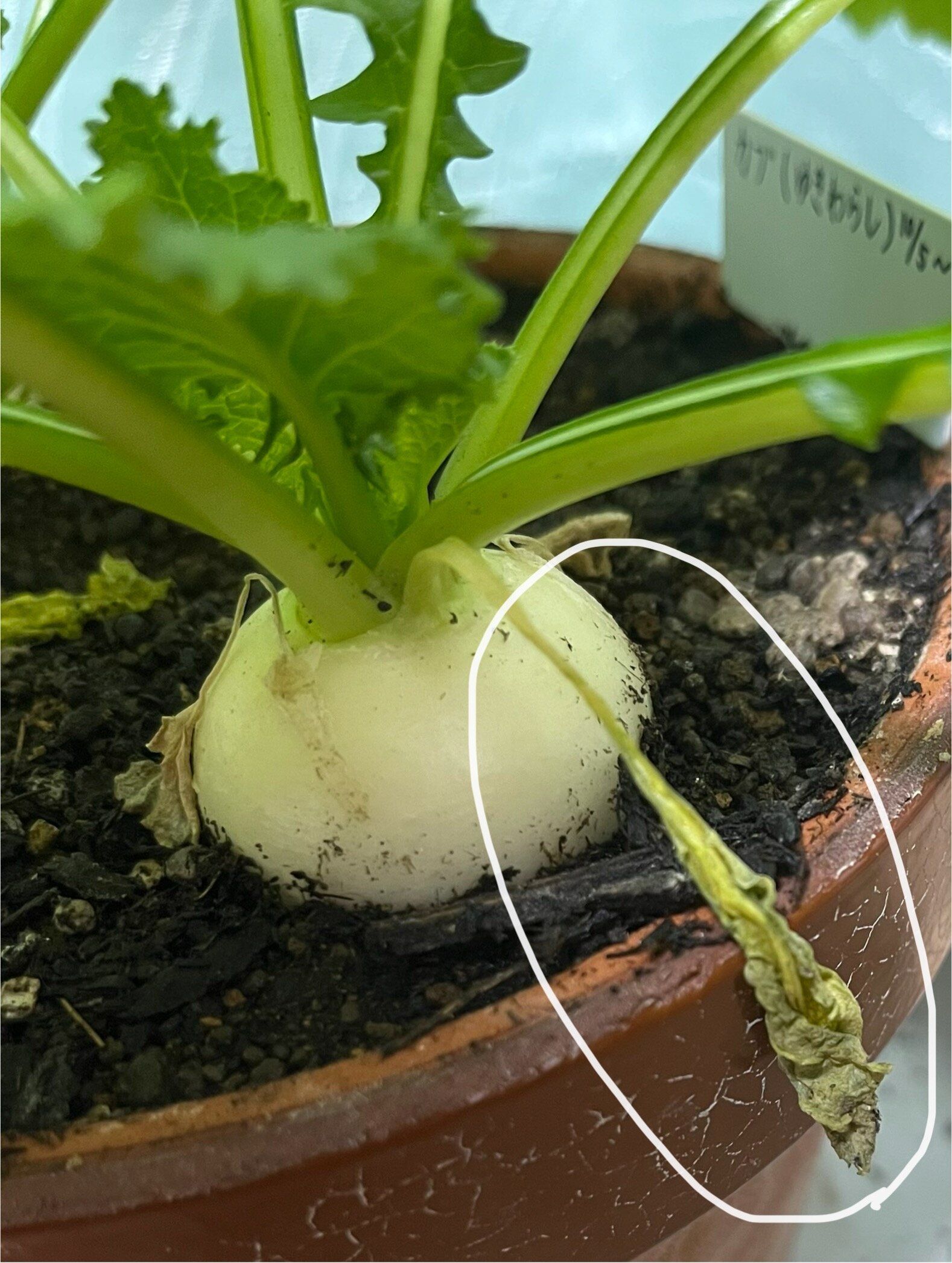 https://www.ige.tohoku.ac.jp/prg/watanabe/as-vegetable2024/2024/12/IMG_6949.jpg
