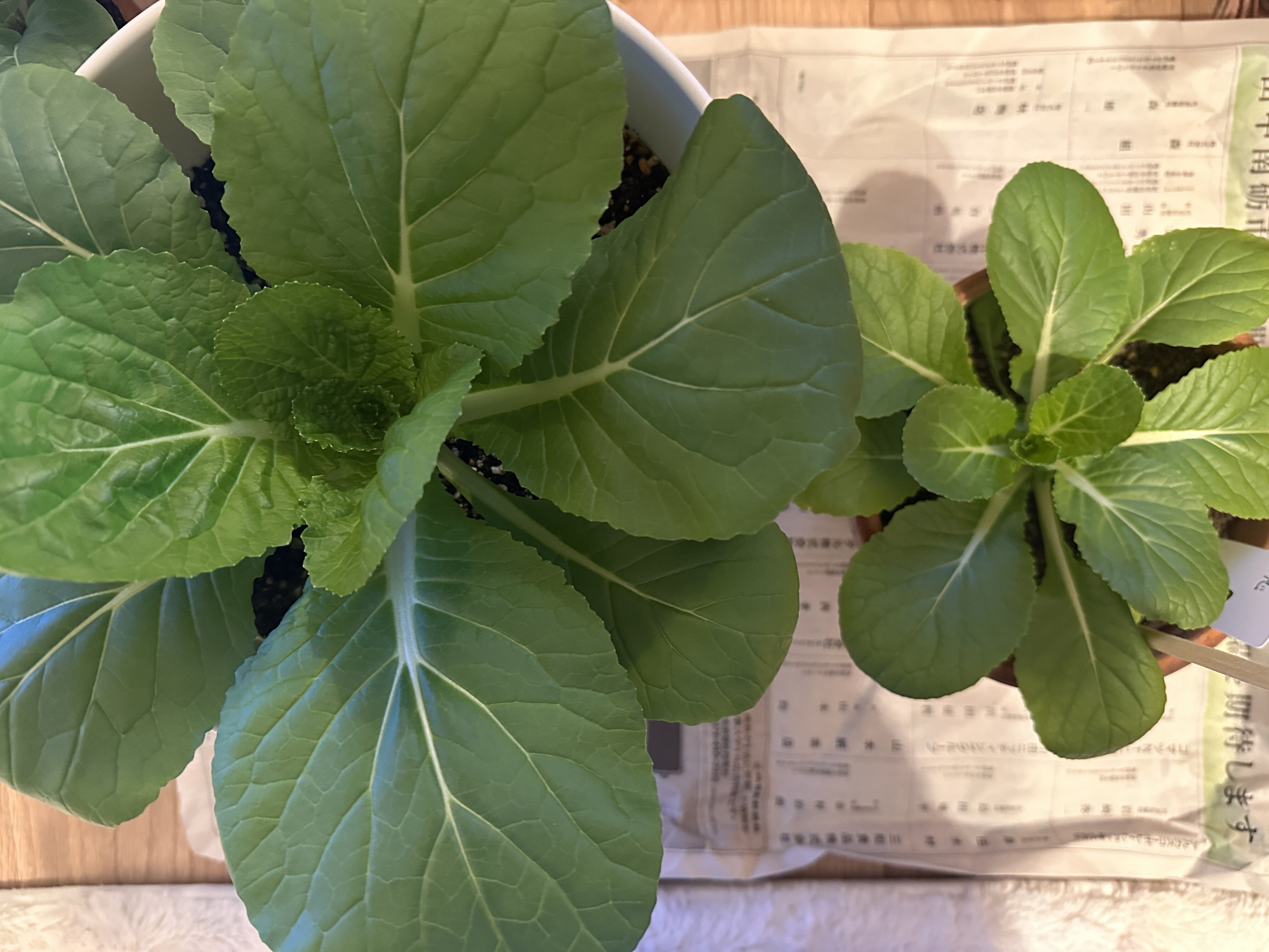 https://www.ige.tohoku.ac.jp/prg/watanabe/as-vegetable2024/2024/12/IMG_9846.JPG