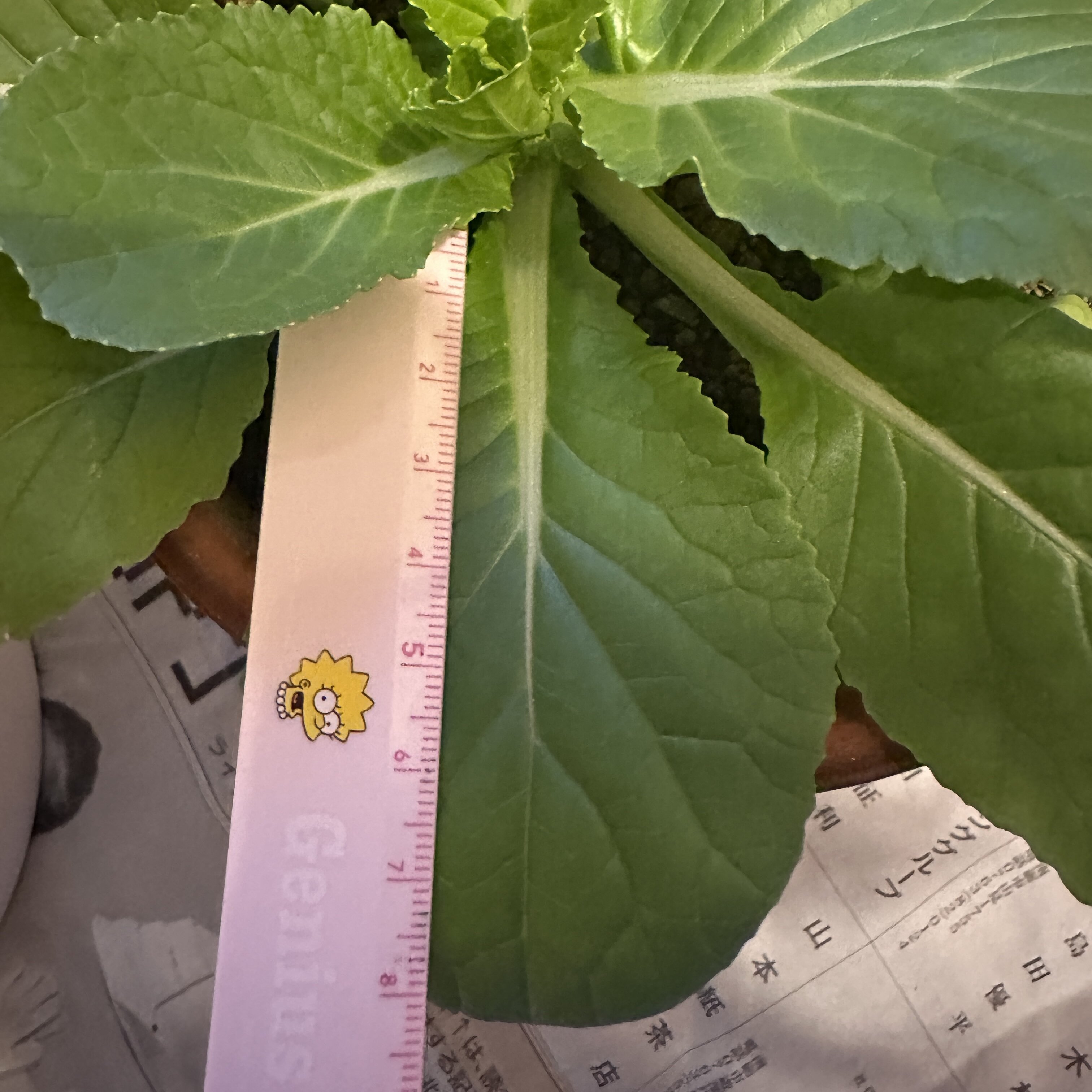 https://www.ige.tohoku.ac.jp/prg/watanabe/as-vegetable2024/2024/12/IMG_9847.jpg