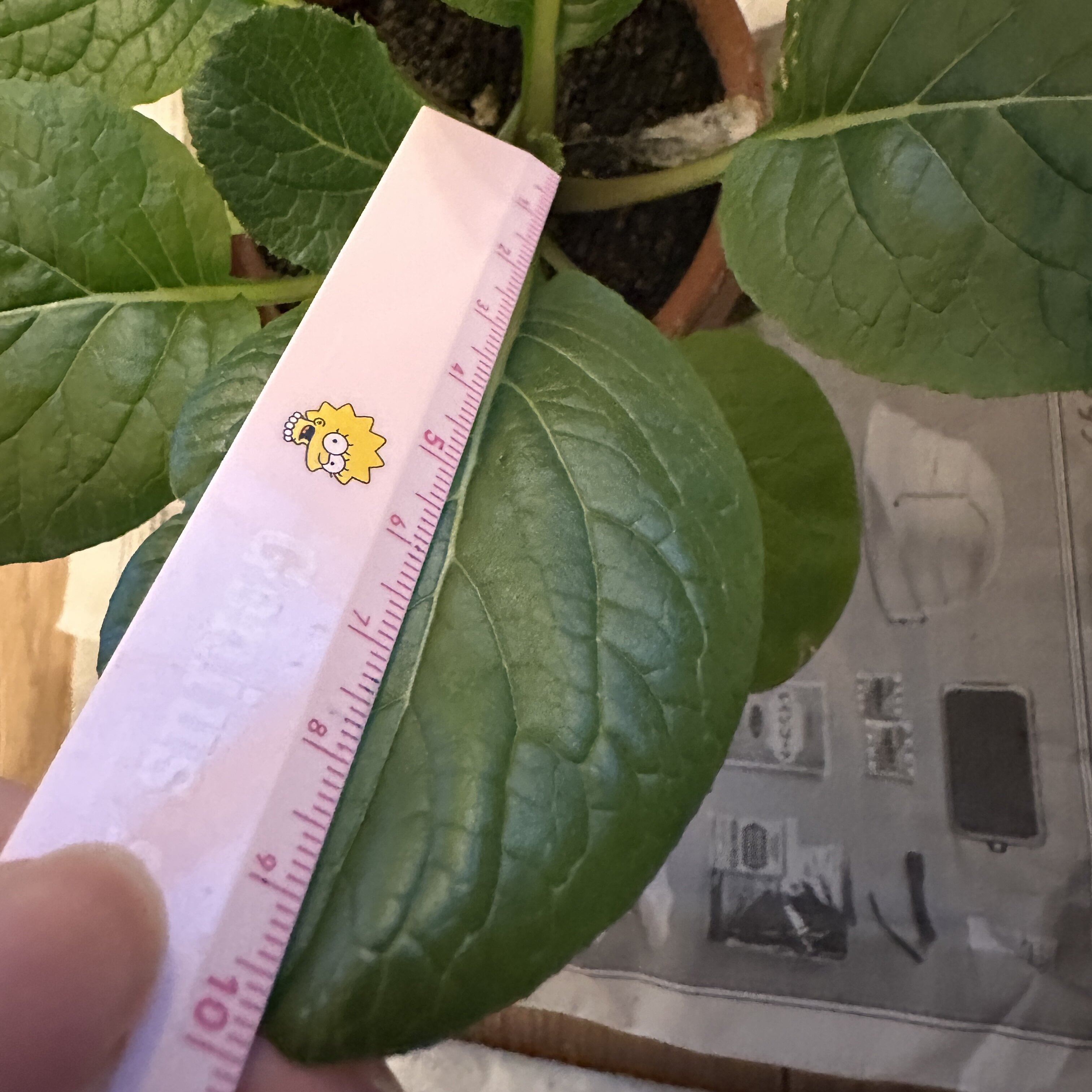 https://www.ige.tohoku.ac.jp/prg/watanabe/as-vegetable2024/2024/12/IMG_9850.jpg