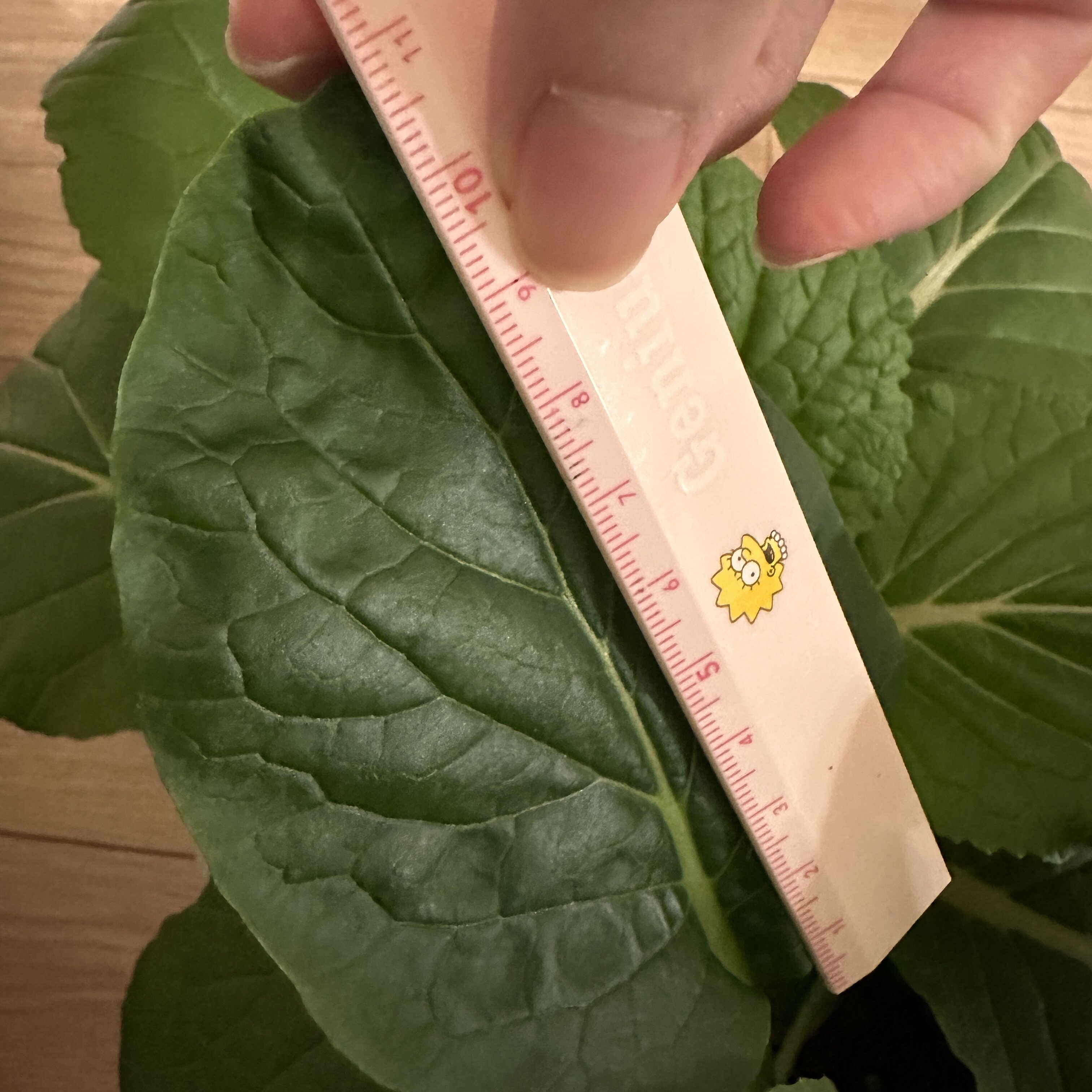 https://www.ige.tohoku.ac.jp/prg/watanabe/as-vegetable2024/2024/12/IMG_9871.jpg