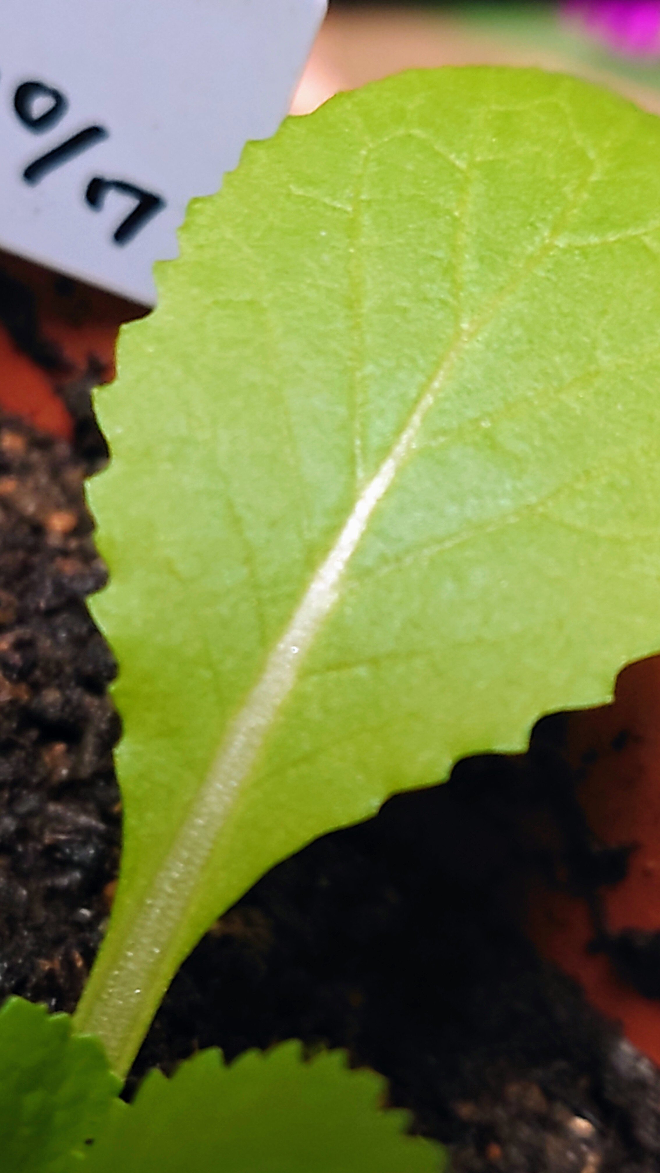 https://www.ige.tohoku.ac.jp/prg/watanabe/as-vegetable2024/2024/12/c680afefa8b6db2f69c04236308c85c68cdc6dc9.JPG