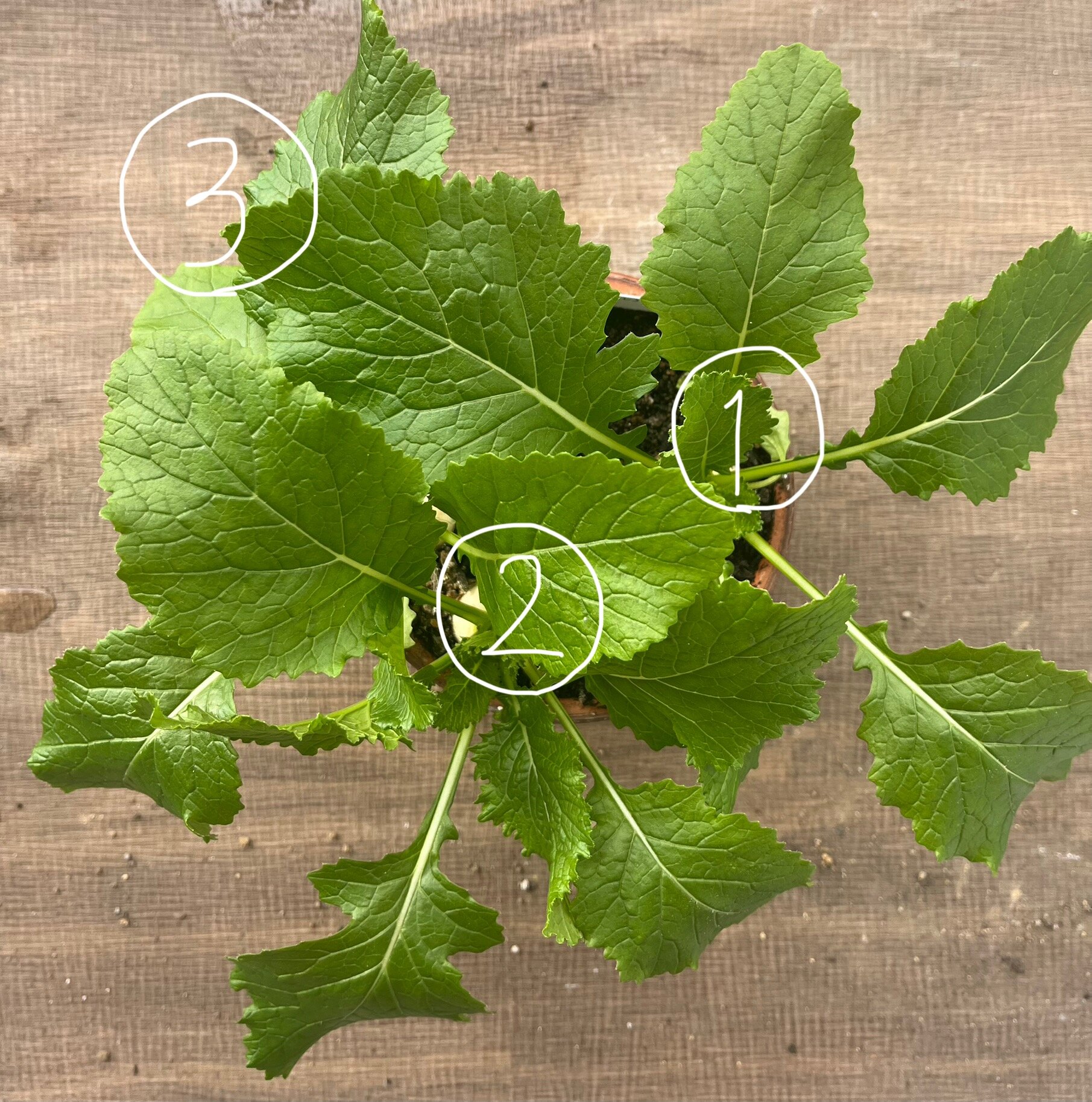 https://www.ige.tohoku.ac.jp/prg/watanabe/as-vegetable2024/2024/12/e6a28ce41c7a33c7659d10dfa77c5556060d8c86.jpg
