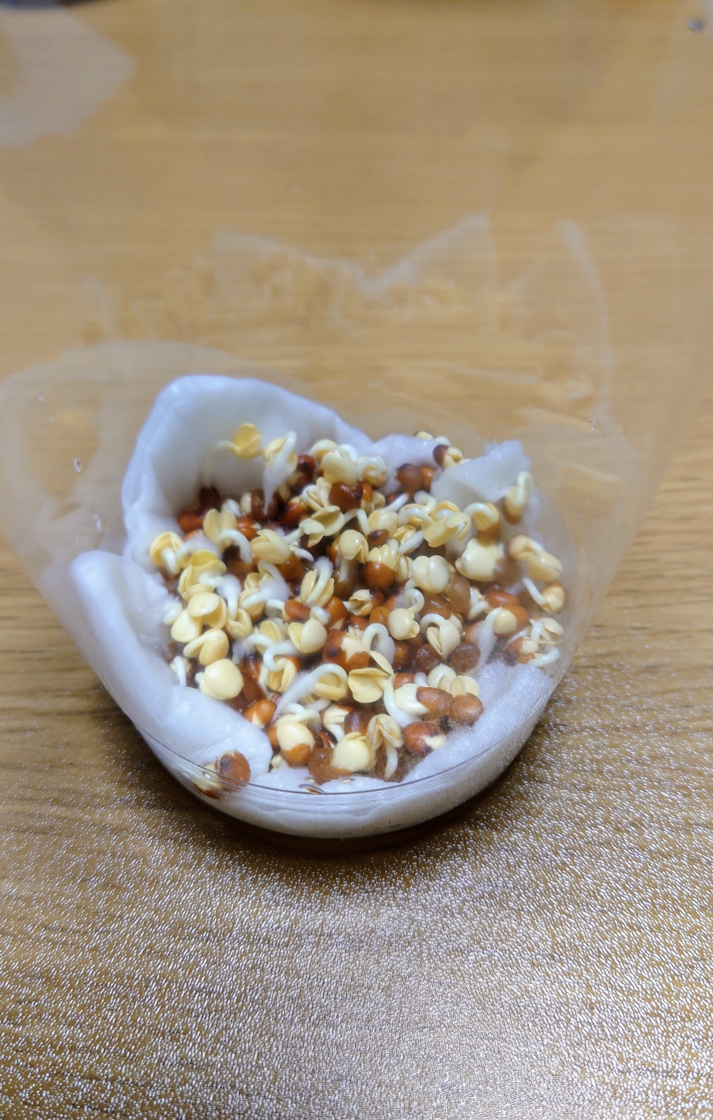 https://www.ige.tohoku.ac.jp/prg/watanabe/as-vegetable2024/2024/12/image%20%282%29.jpg