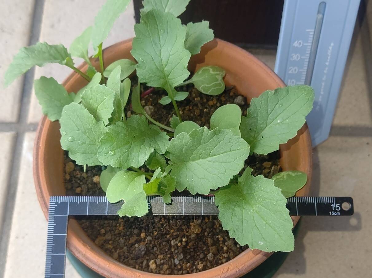 https://www.ige.tohoku.ac.jp/prg/watanabe/as-vegetable2024/2025/01/1729841556220.jpg