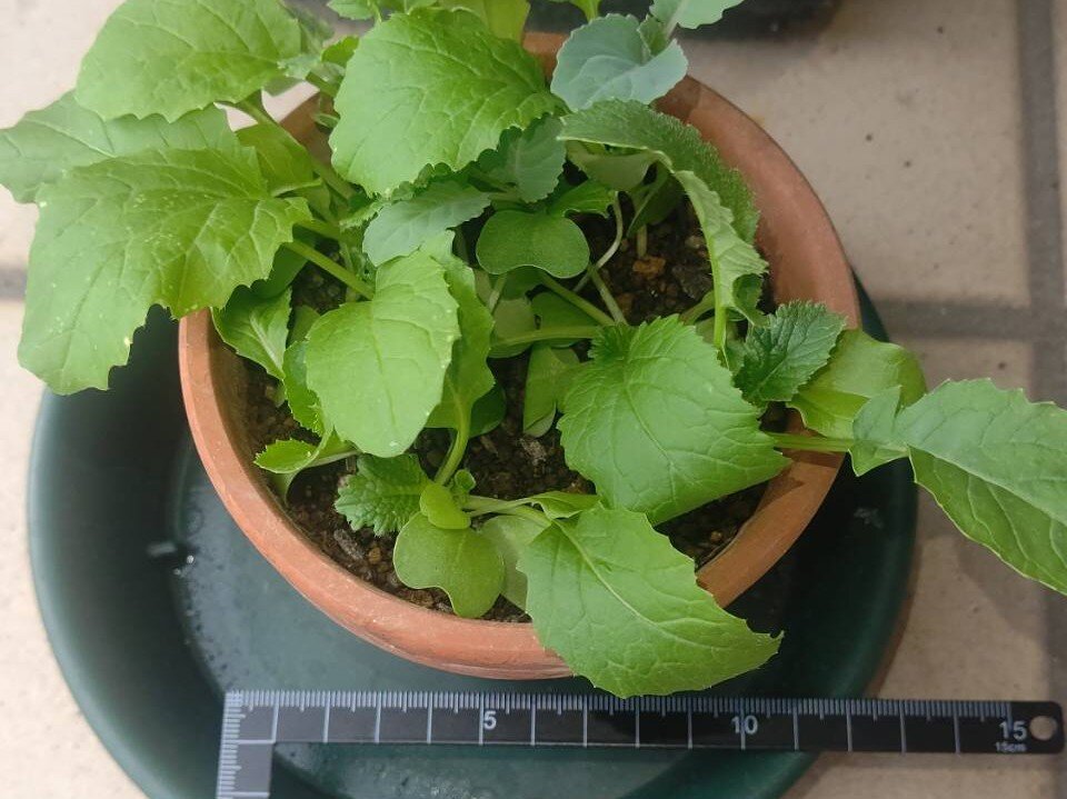 https://www.ige.tohoku.ac.jp/prg/watanabe/as-vegetable2024/2025/01/1729841561874.jpg