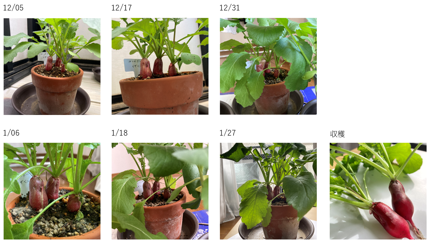 https://www.ige.tohoku.ac.jp/prg/watanabe/as-vegetable2024/2025/01/1e6ee925ffc874cc737a726e6ec0b30ca1783743.png