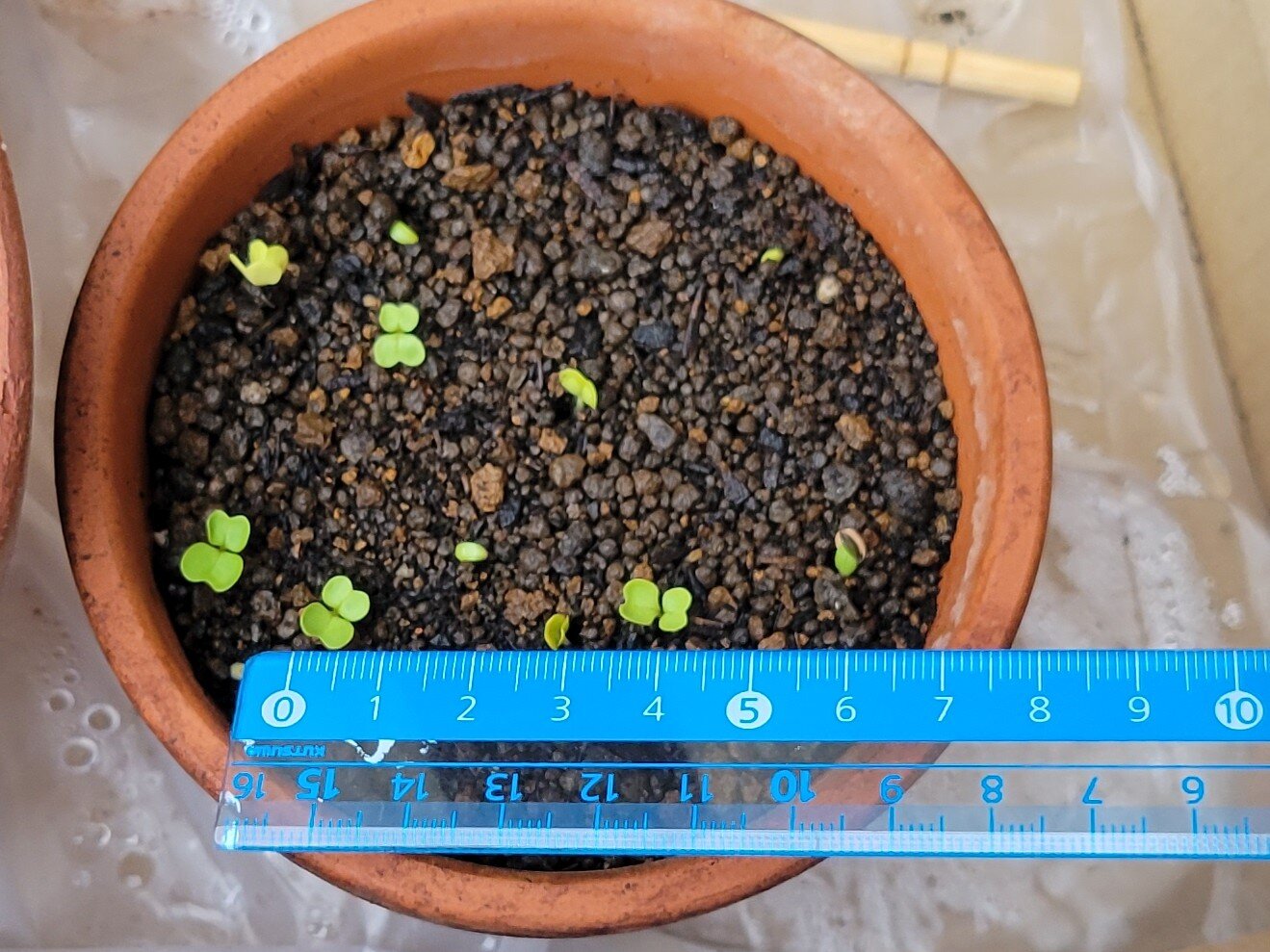 https://www.ige.tohoku.ac.jp/prg/watanabe/as-vegetable2024/2025/01/20241004_075115%280%29.jpg