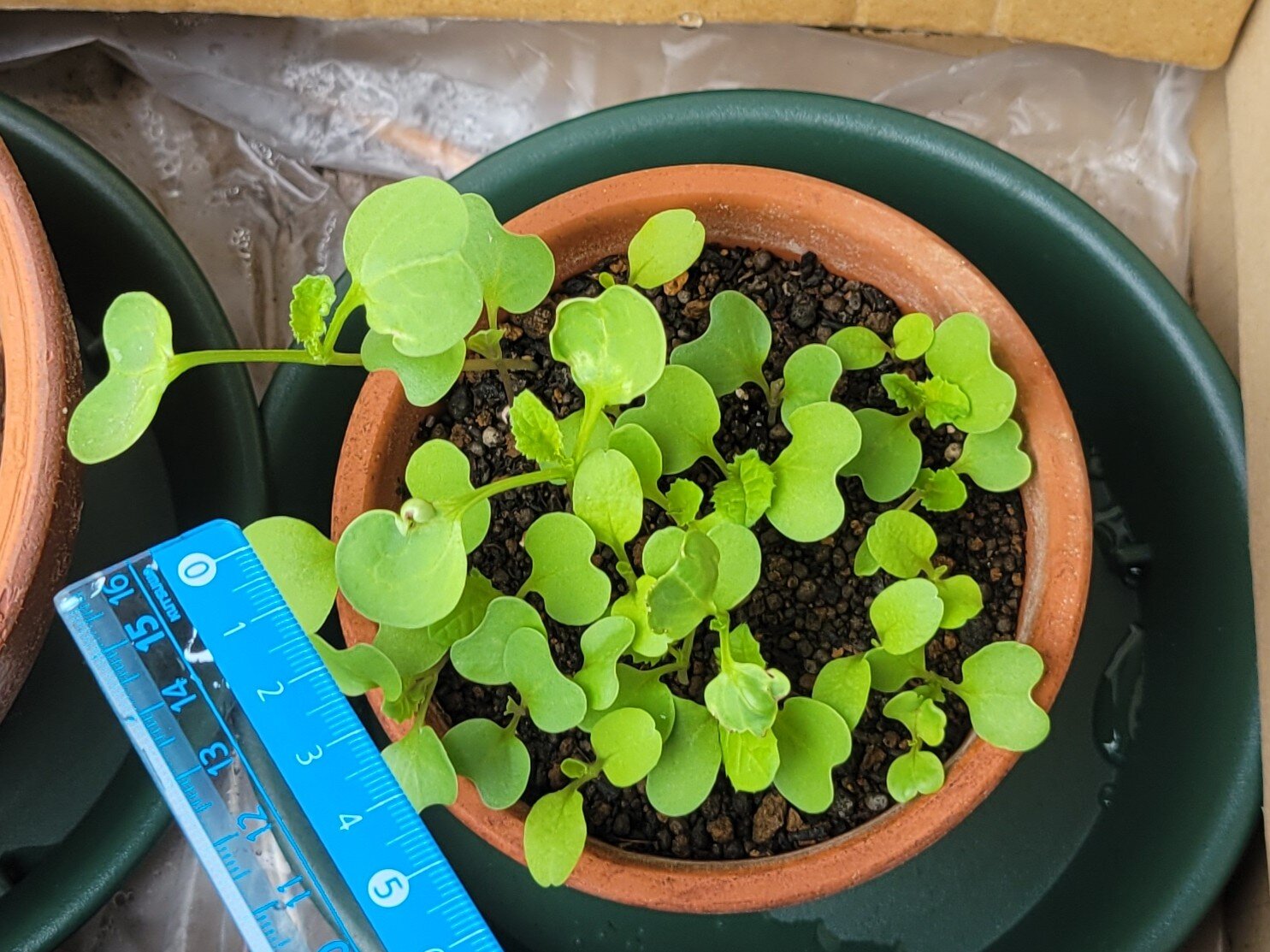 https://www.ige.tohoku.ac.jp/prg/watanabe/as-vegetable2024/2025/01/20241012_075713.jpg