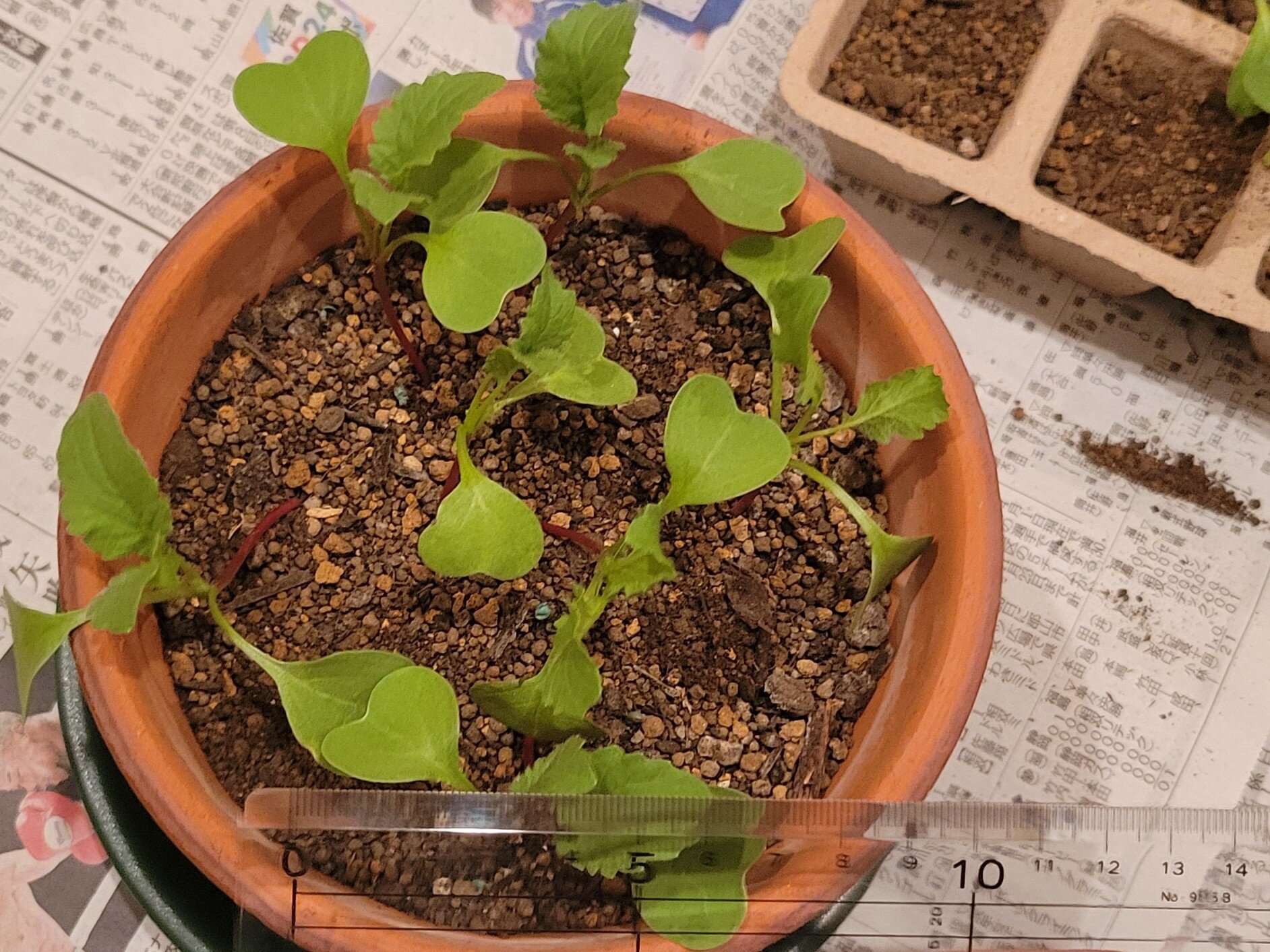 https://www.ige.tohoku.ac.jp/prg/watanabe/as-vegetable2024/2025/01/20241016_190958.jpg