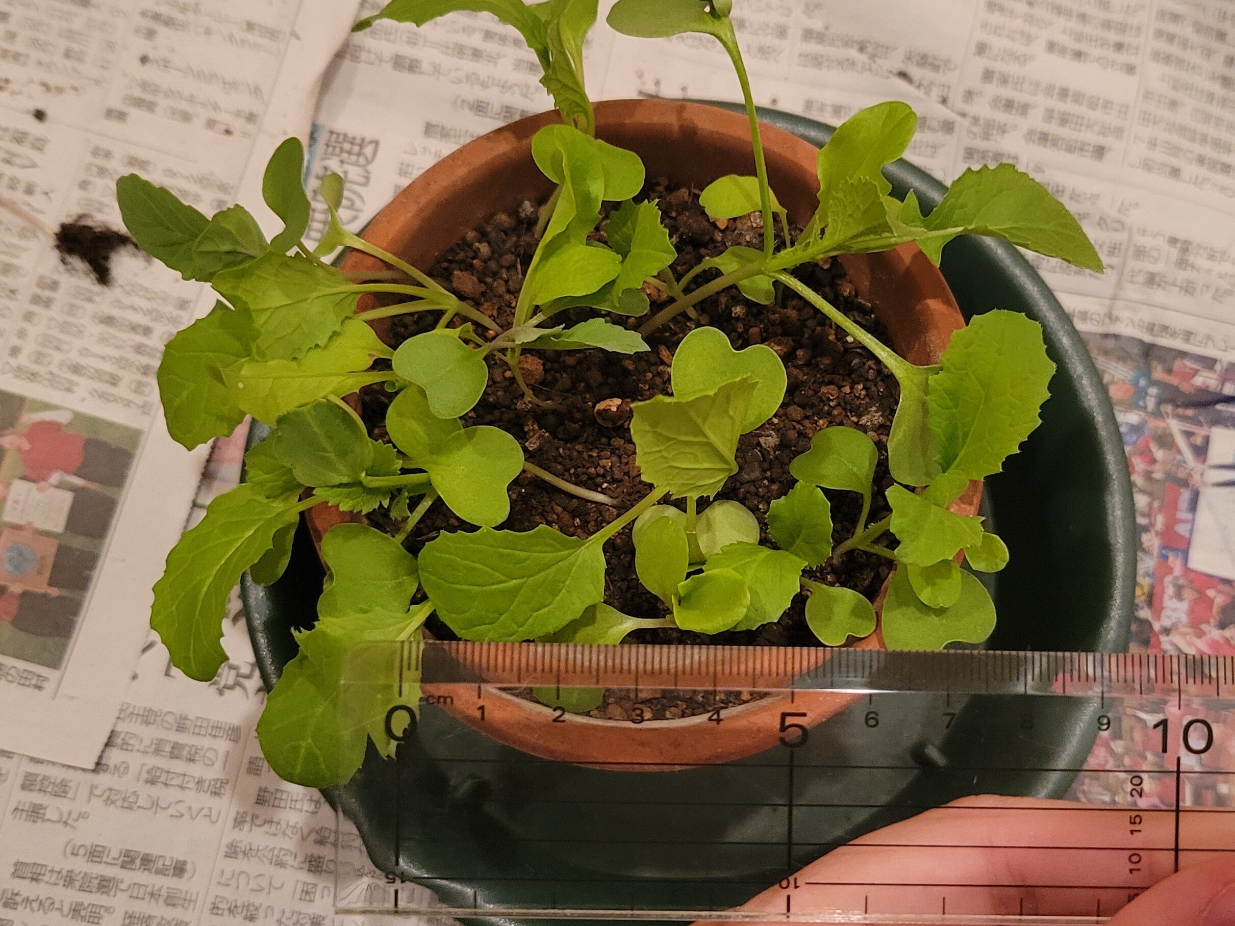 https://www.ige.tohoku.ac.jp/prg/watanabe/as-vegetable2024/2025/01/20241016_191843.jpg